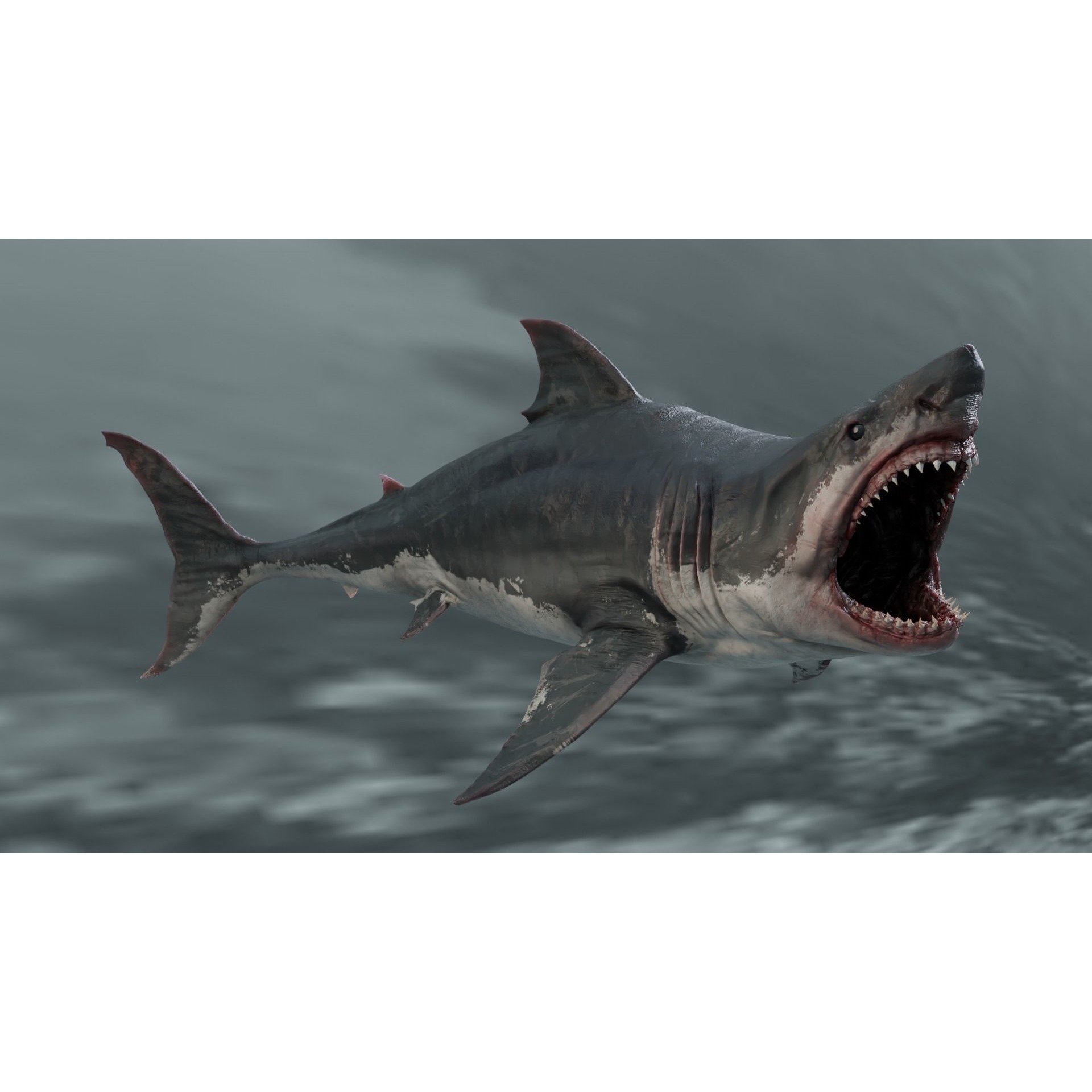 White Shark Animated Low-poly 3D model 8