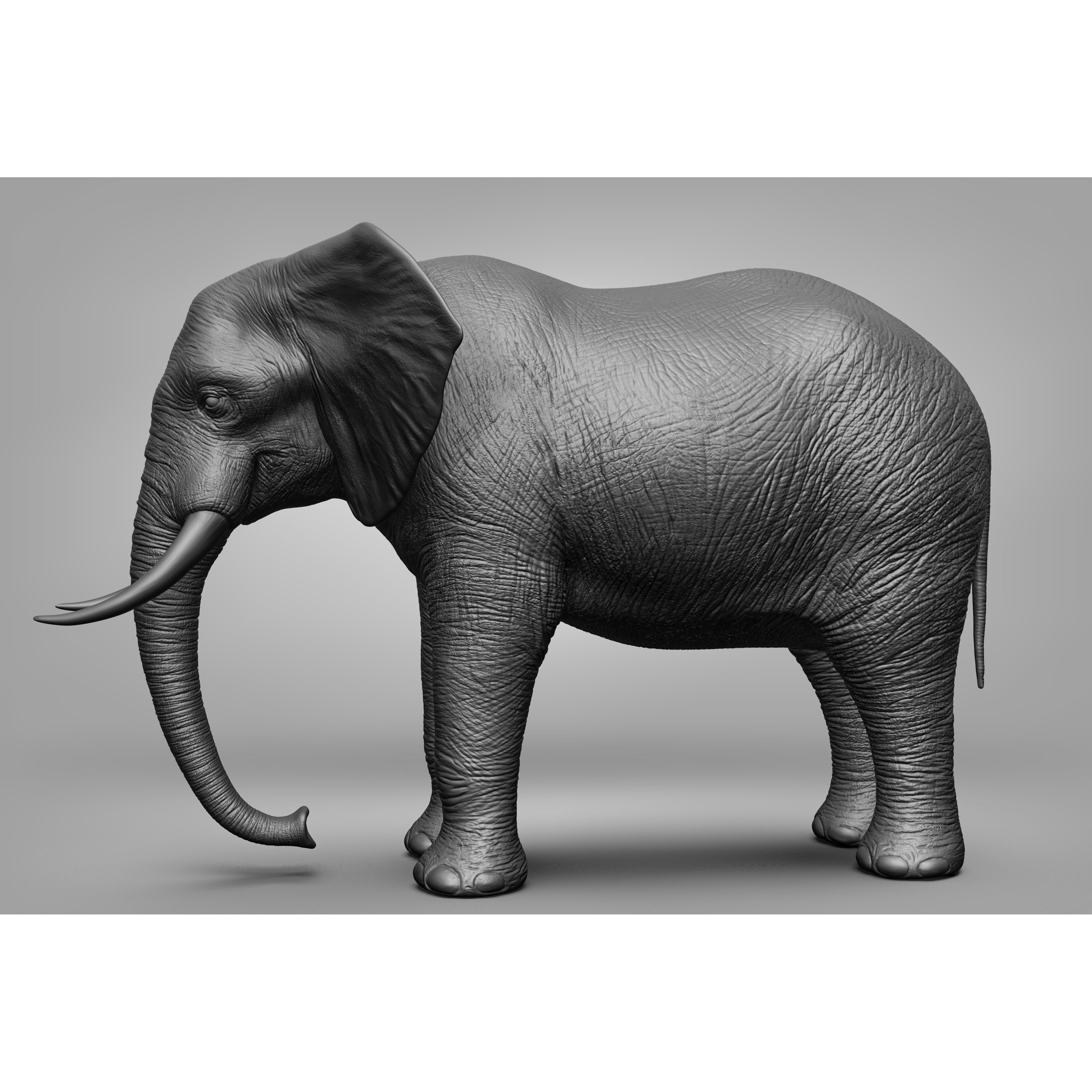 Wild animal collection 3D model 3