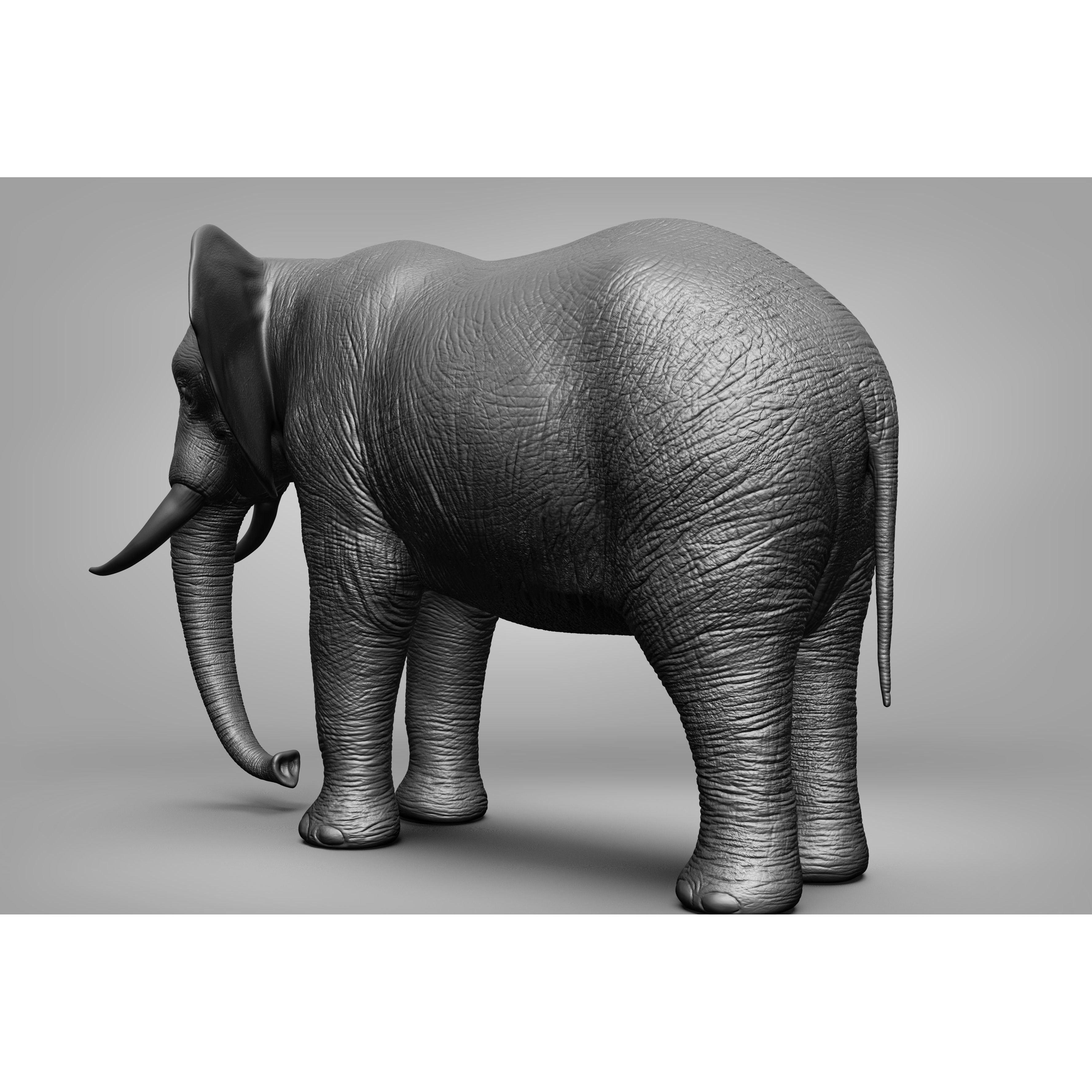 Wild animal collection 3D model 4