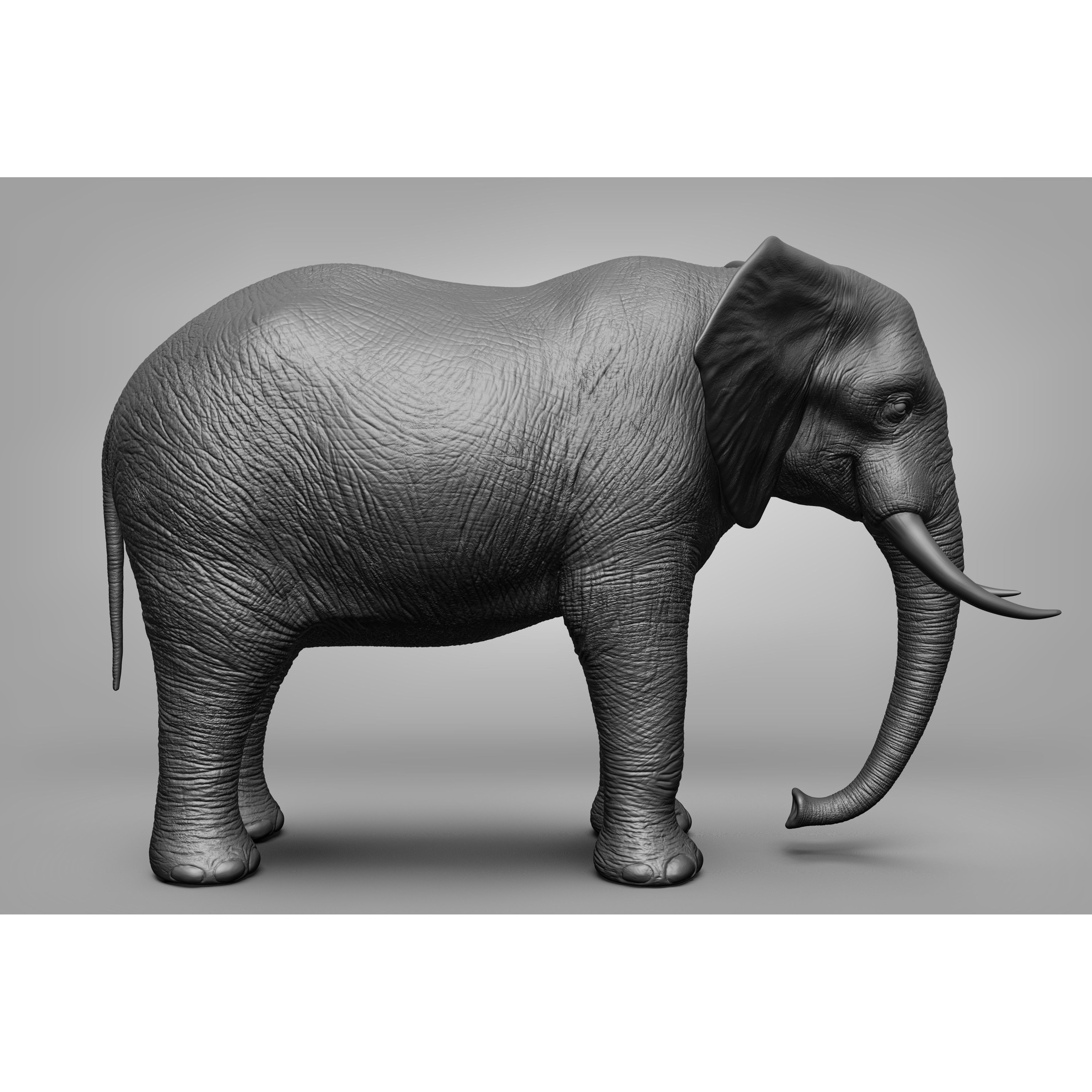 Wild animal collection 3D model 5