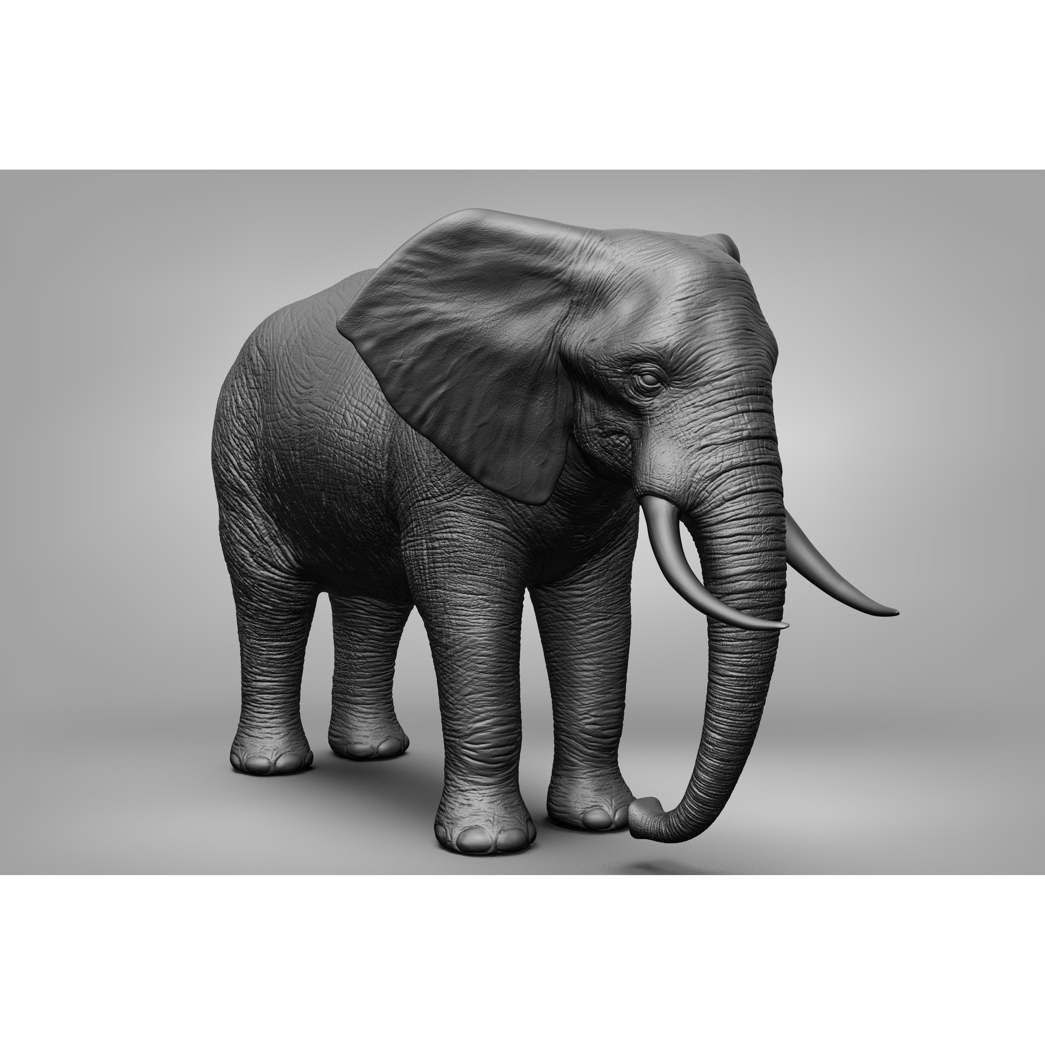 Wild animal collection 3D model 6