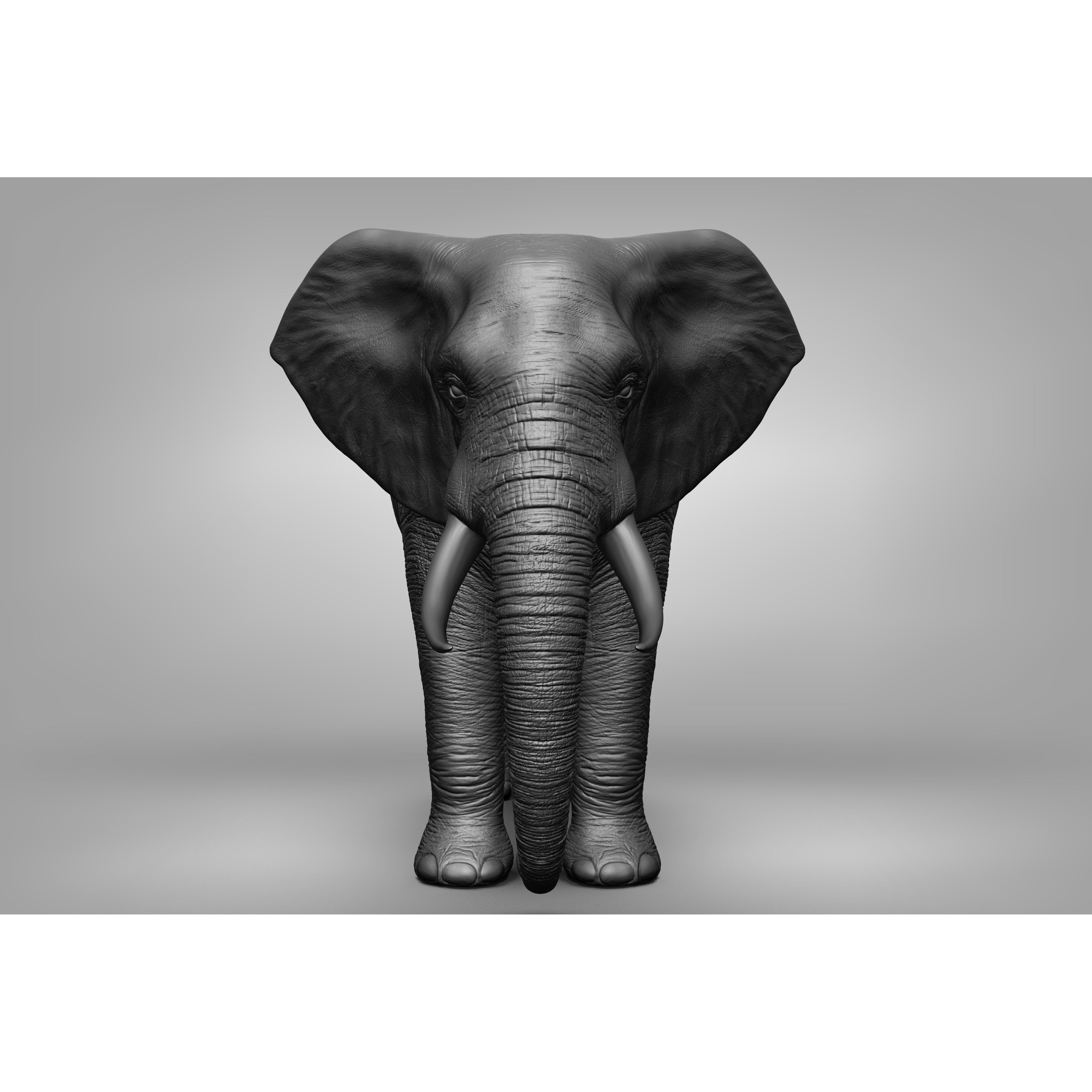 Wild animal collection 3D model 7