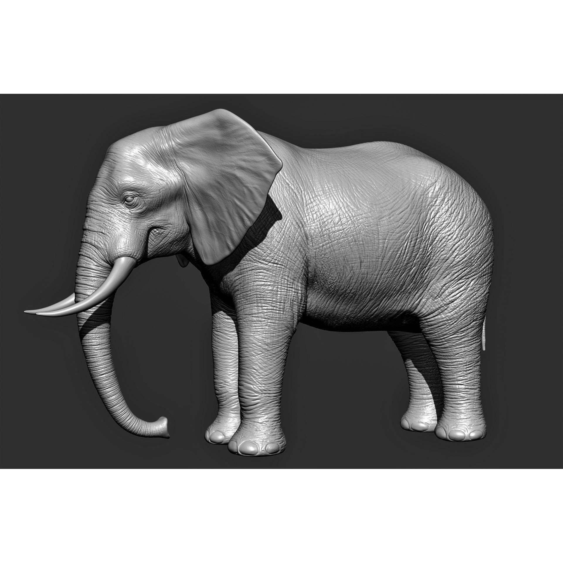 Wild animal collection 3D model 8