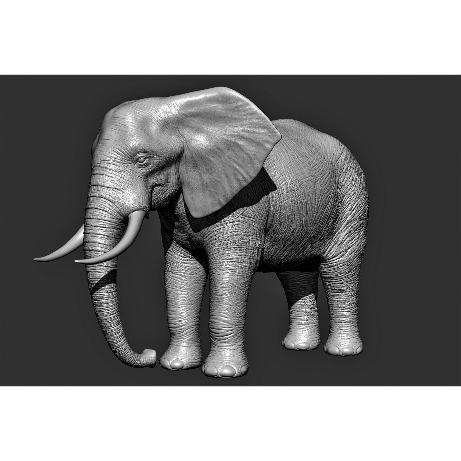 Wild animal collection 3D model 9