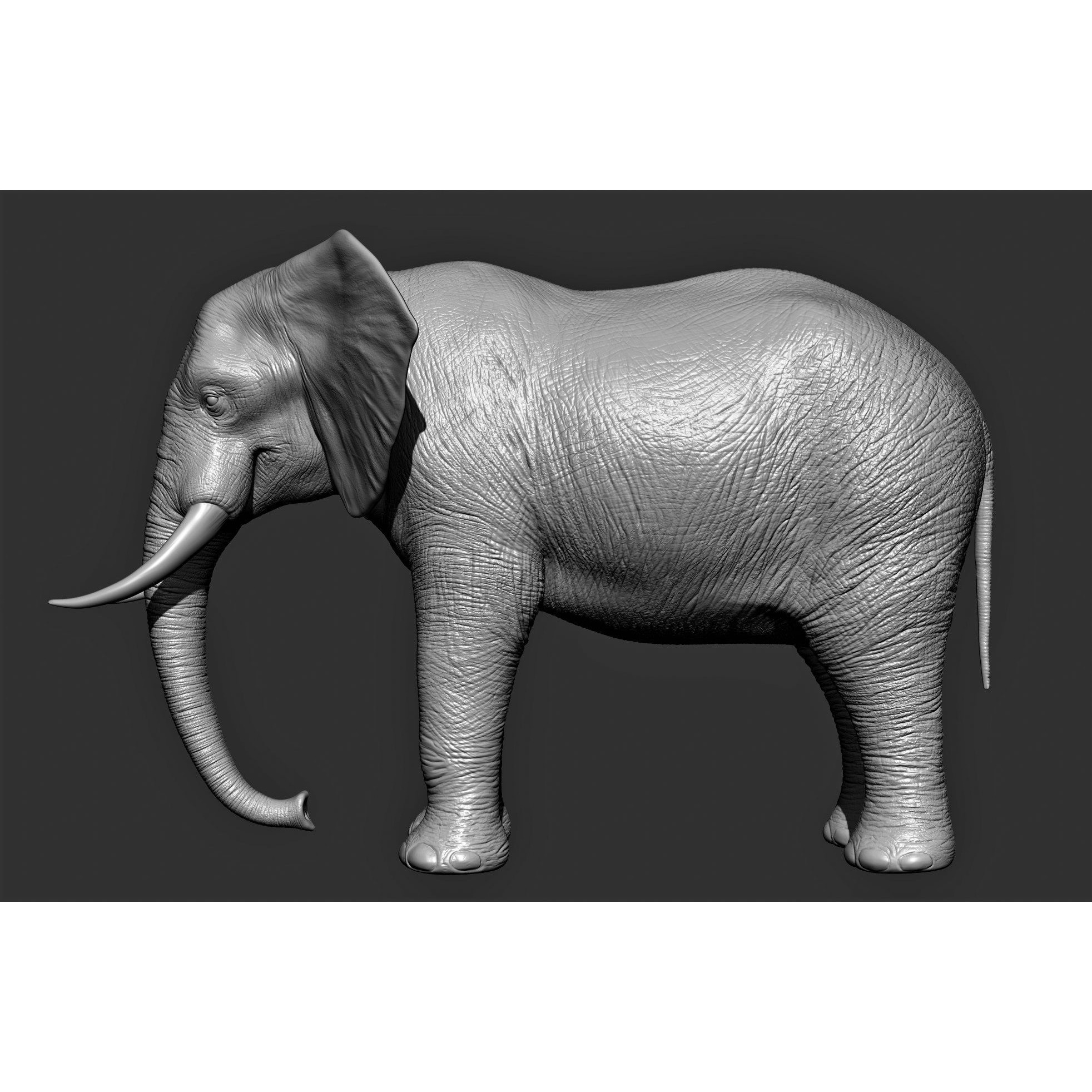 Wild animal collection 3D model 10