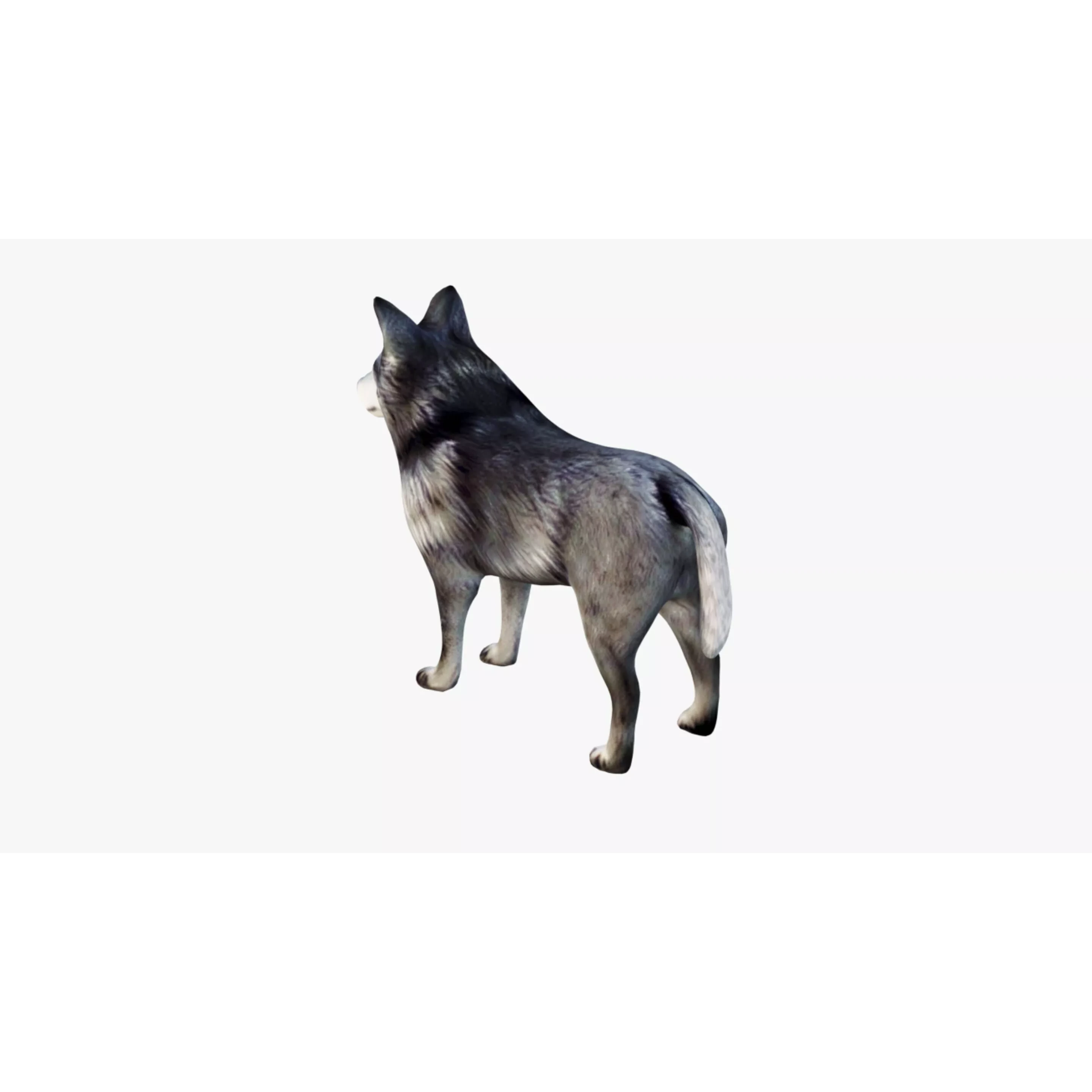 Wolf Animal Free 3D model 4