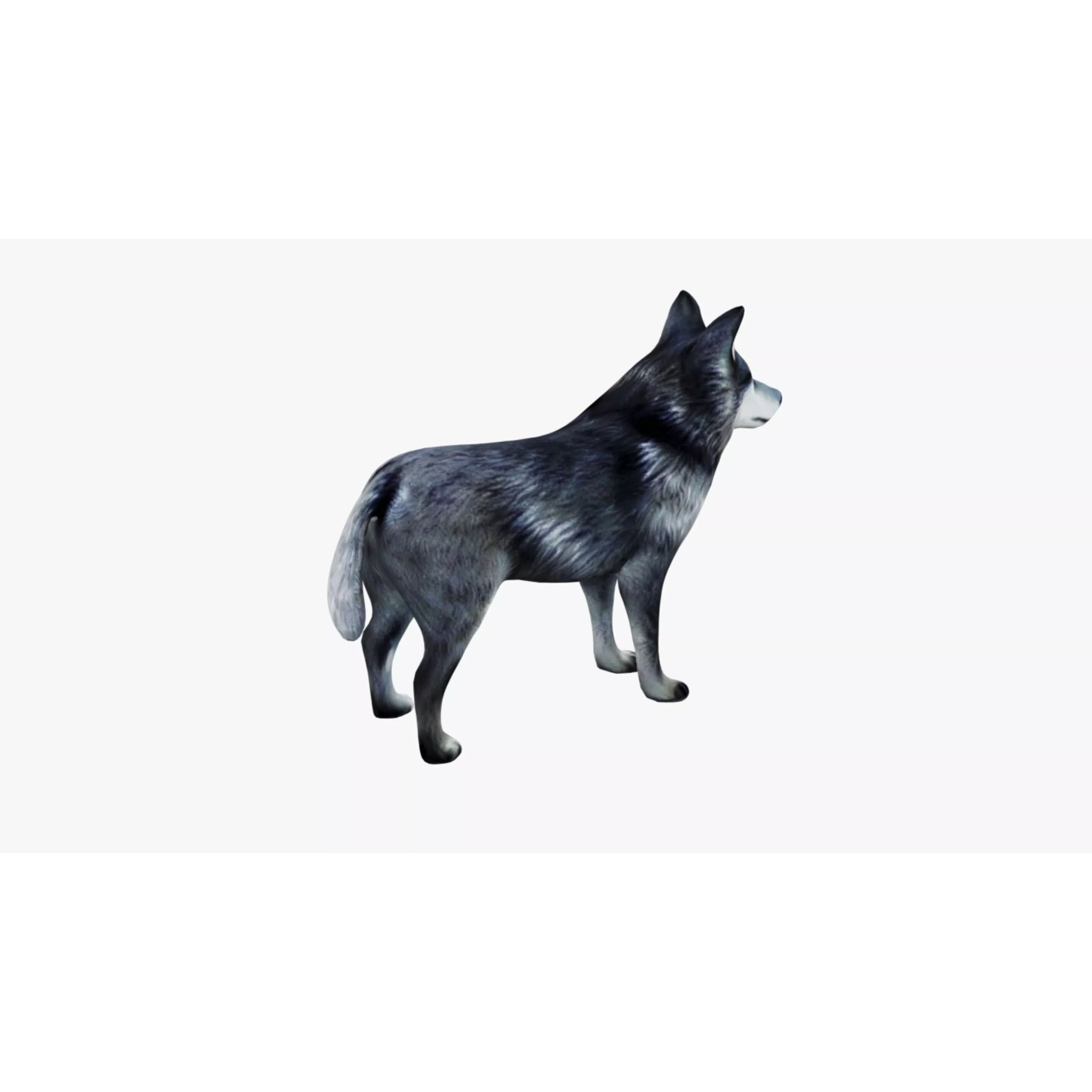 Wolf Animal Free 3D model 5