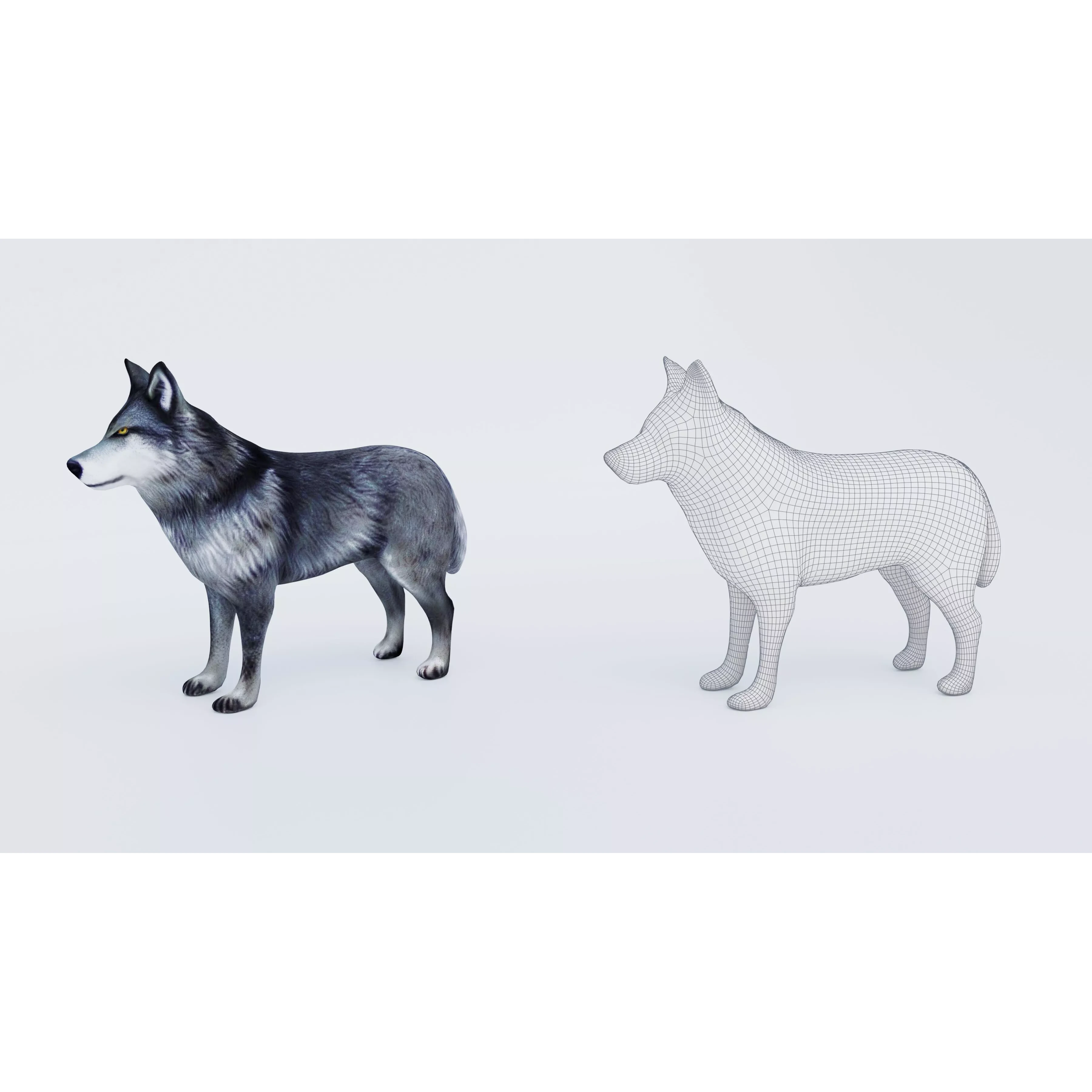 Wolf Animal Free 3D model 6