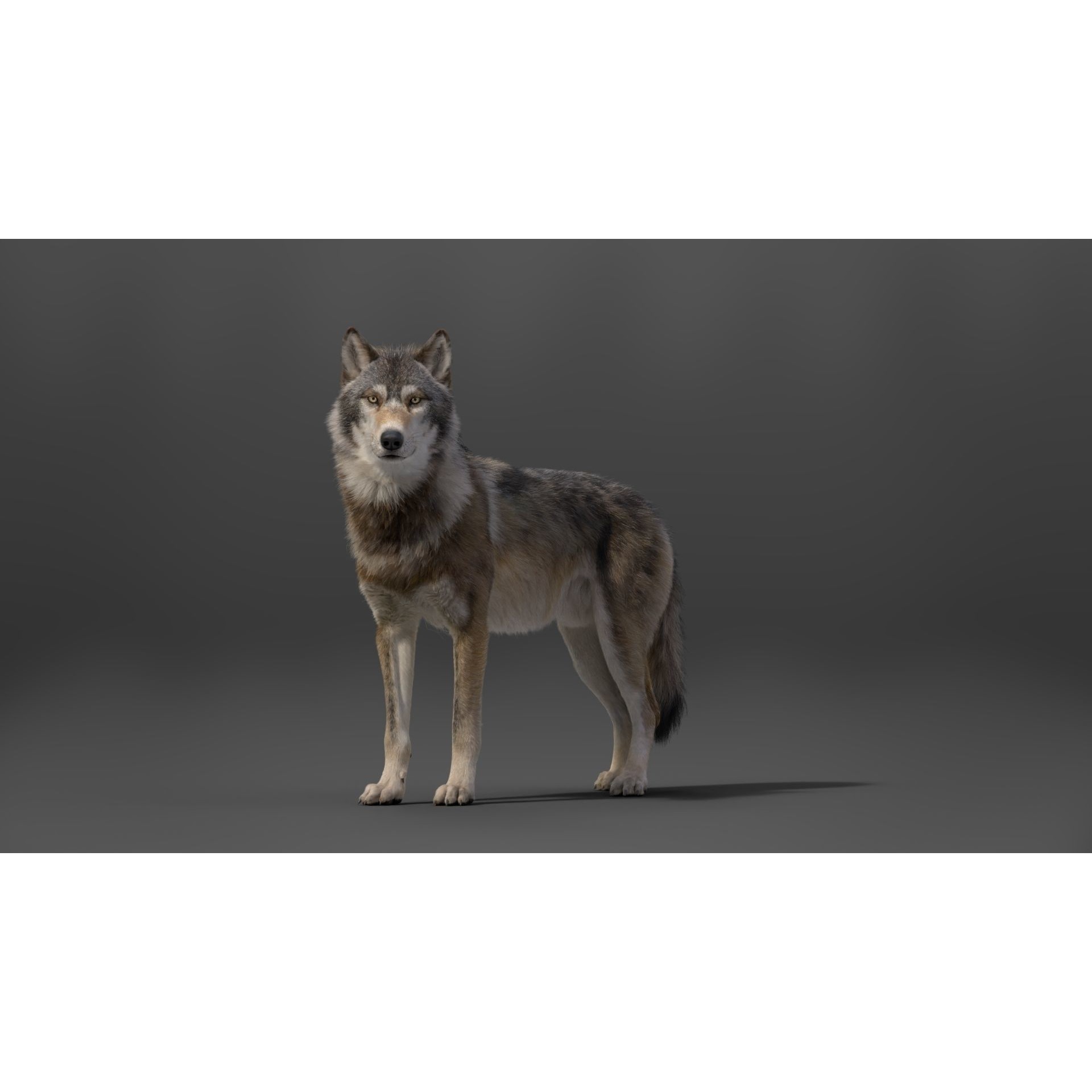 Wolf Animation VFX Grace 3D model 7