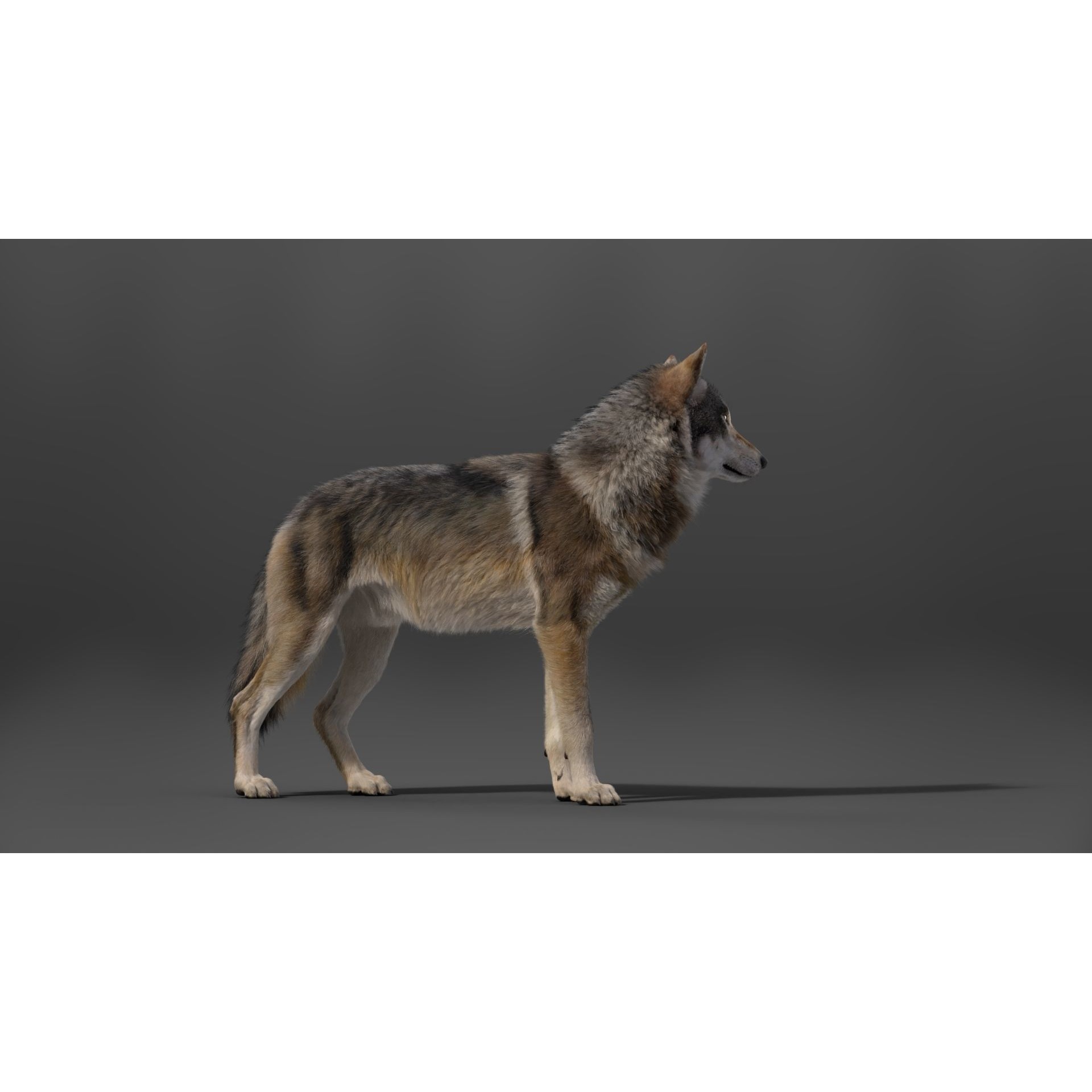 Wolf Animation VFX Grace 3D model 8