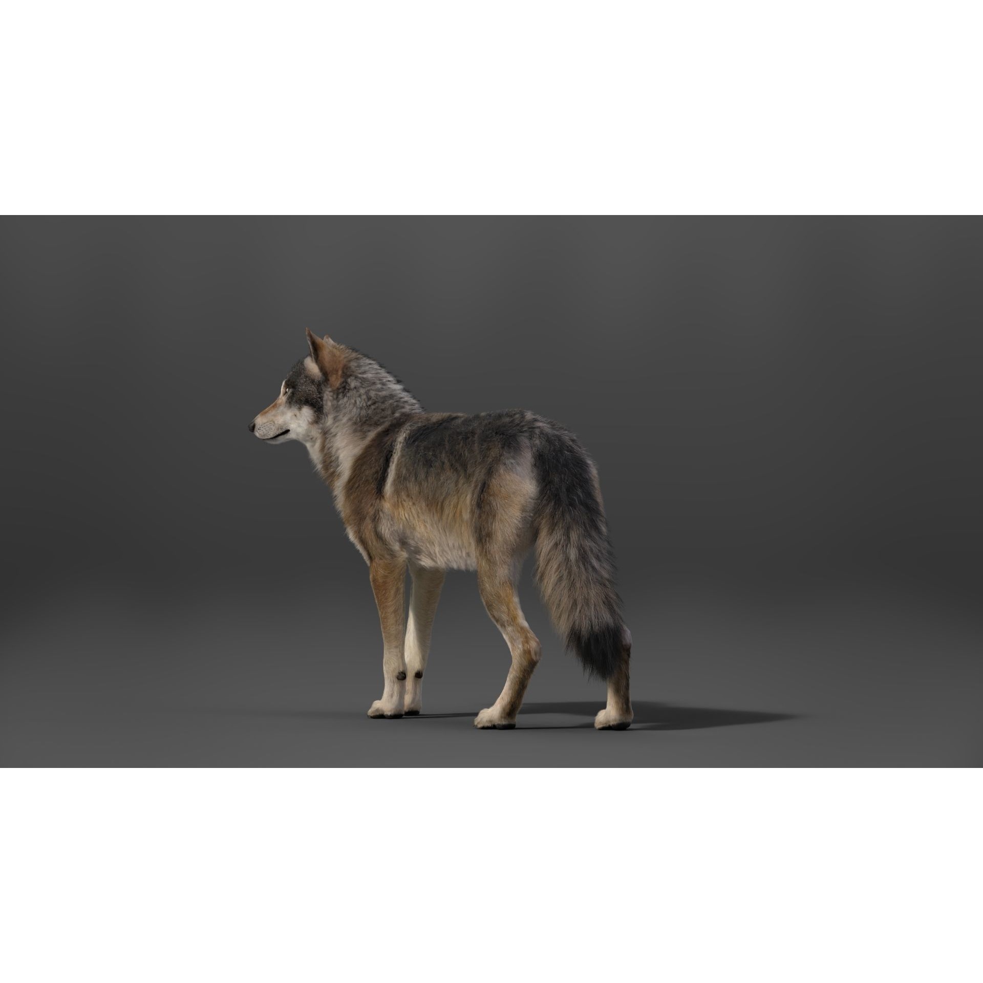 Wolf Animation VFX Grace 3D model 9