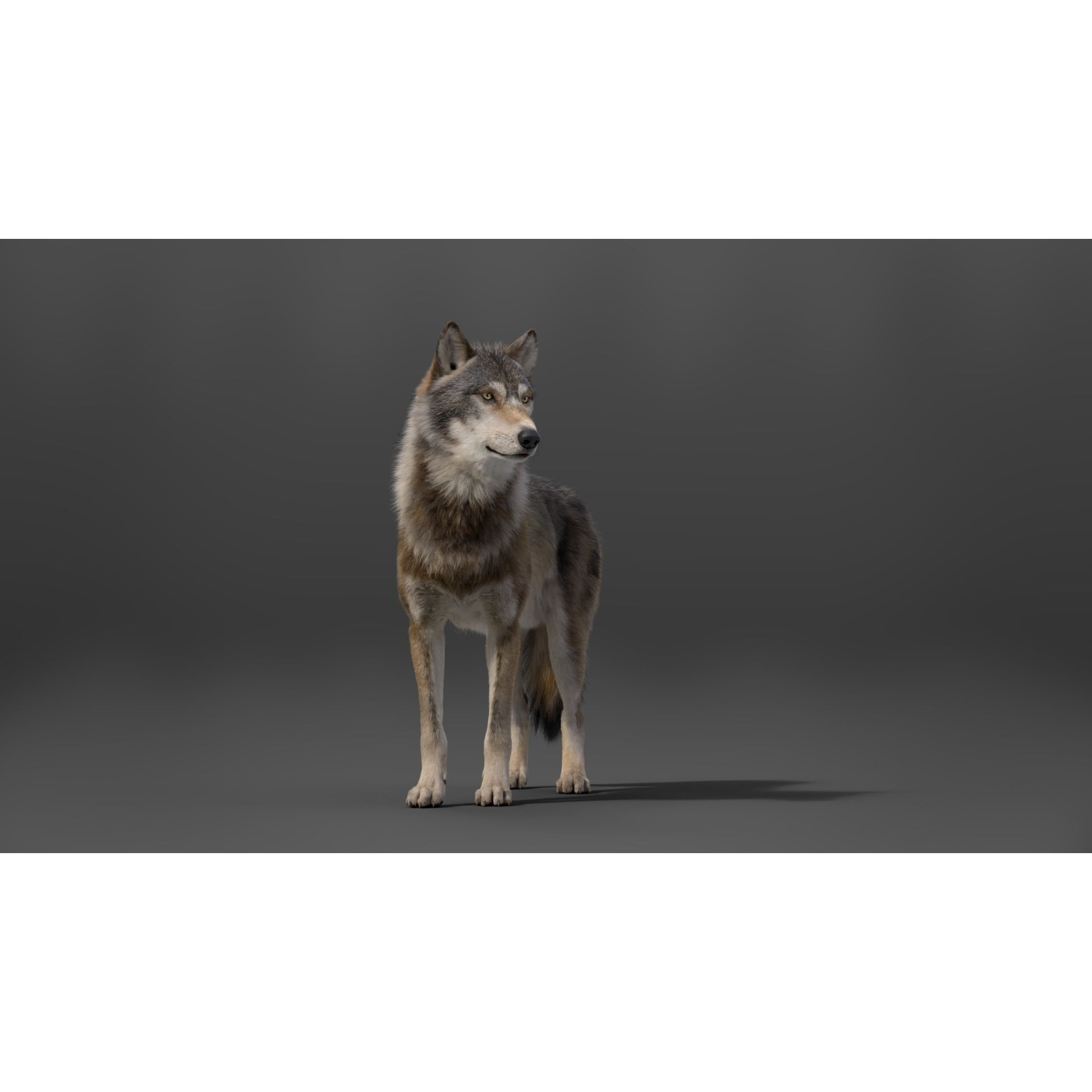 Wolf Animation VFX Grace 3D model 10