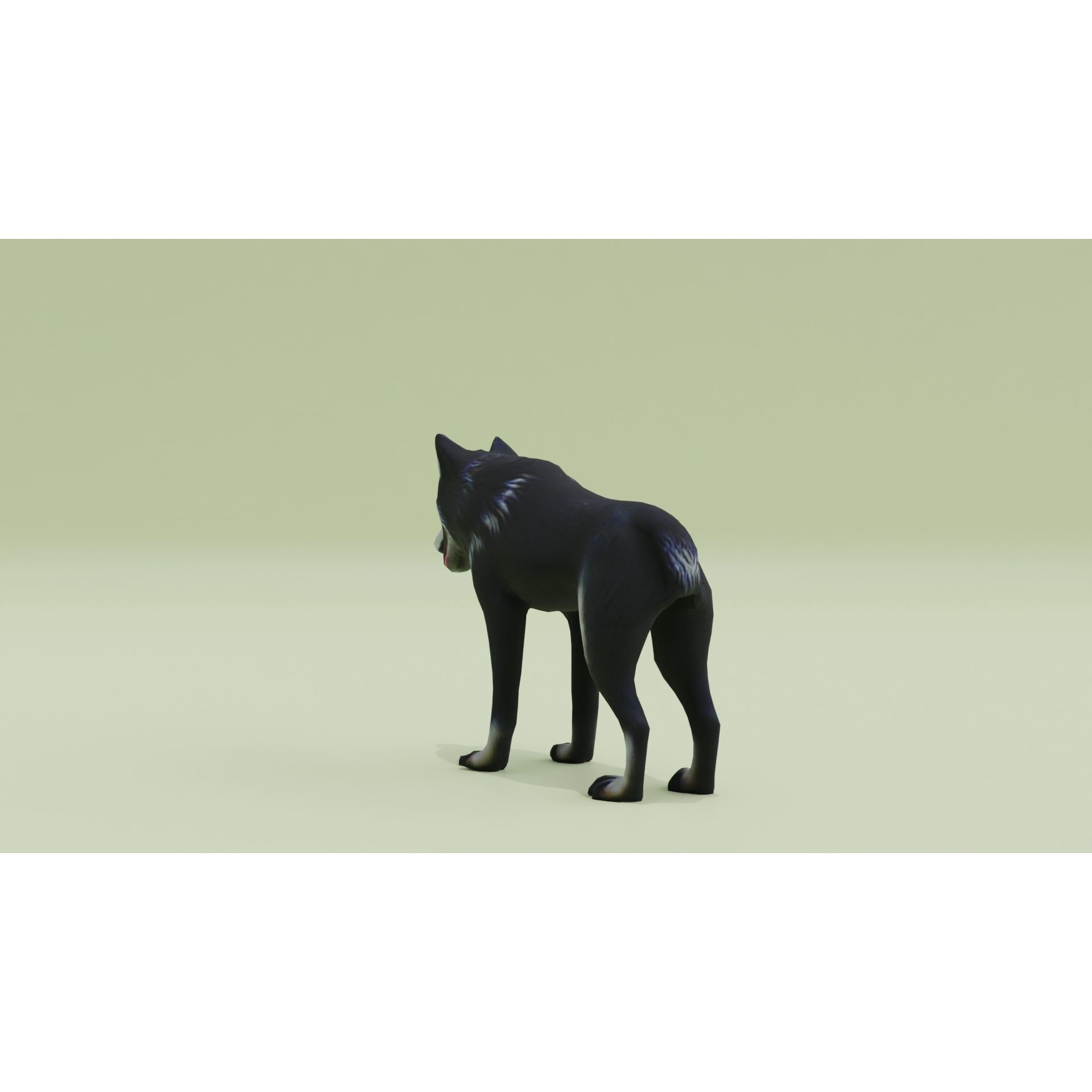 Wolf Black Animal Free low-poly 3D model 5