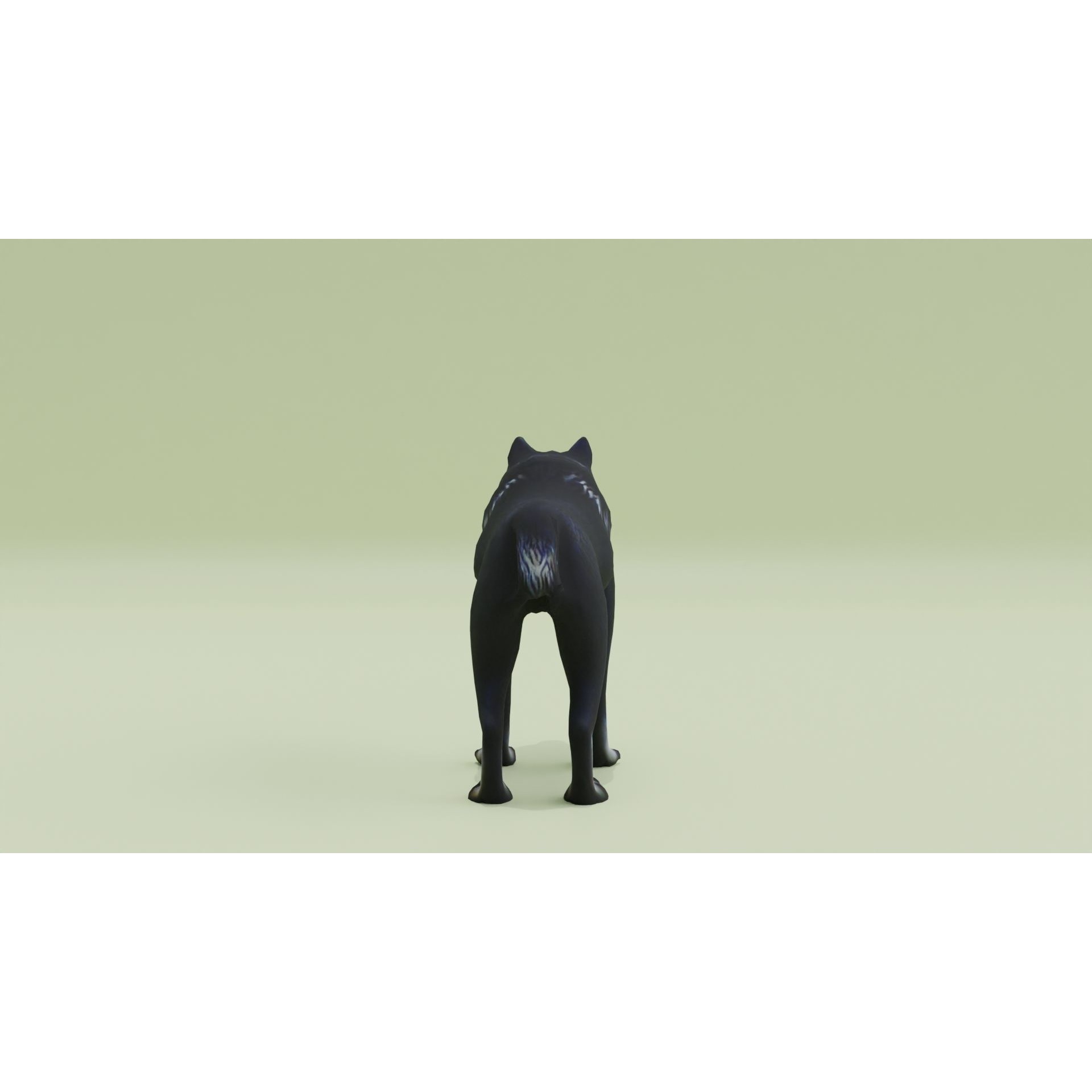 Wolf Black Animal Free low-poly 3D model 6