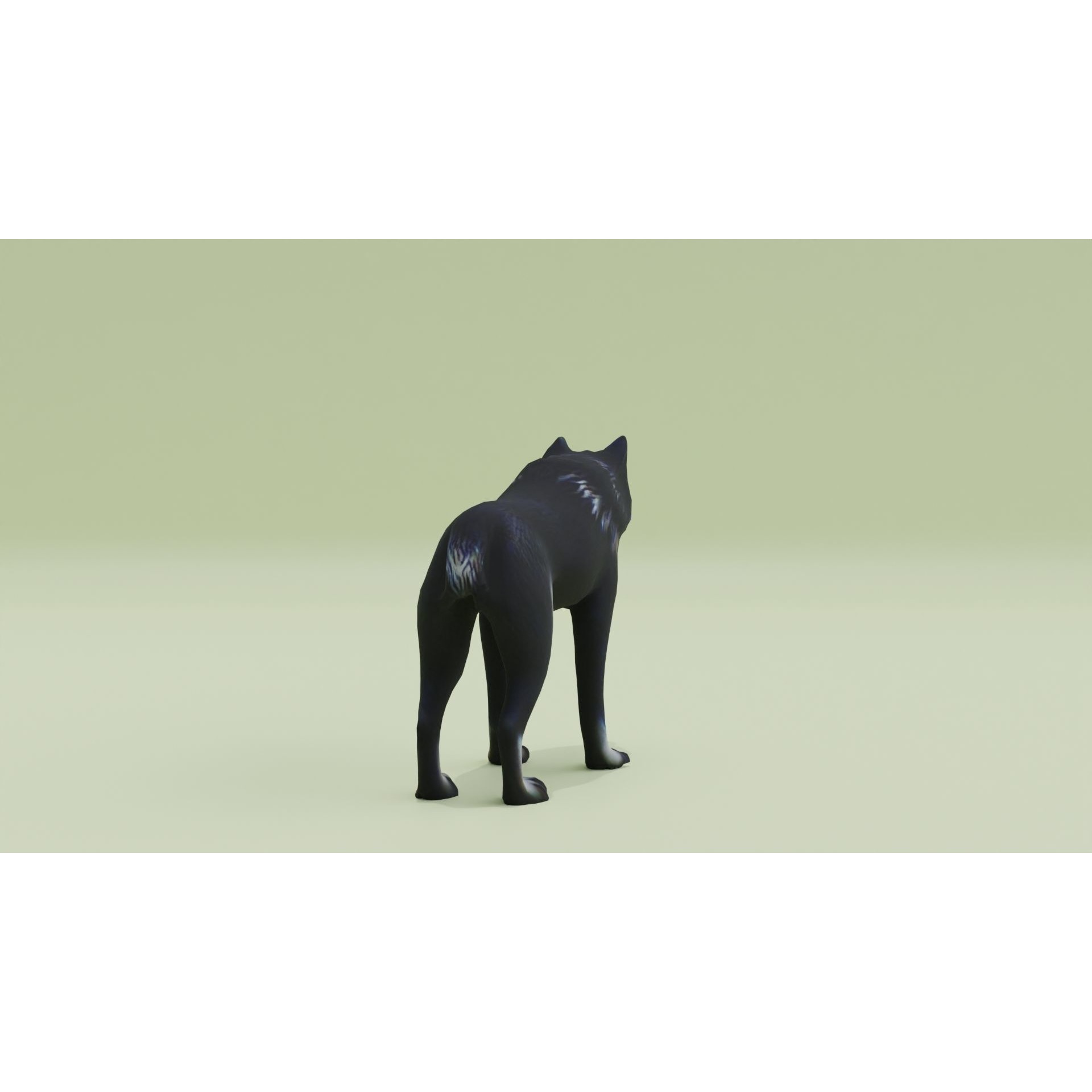Wolf Black Animal Free low-poly 3D model 7