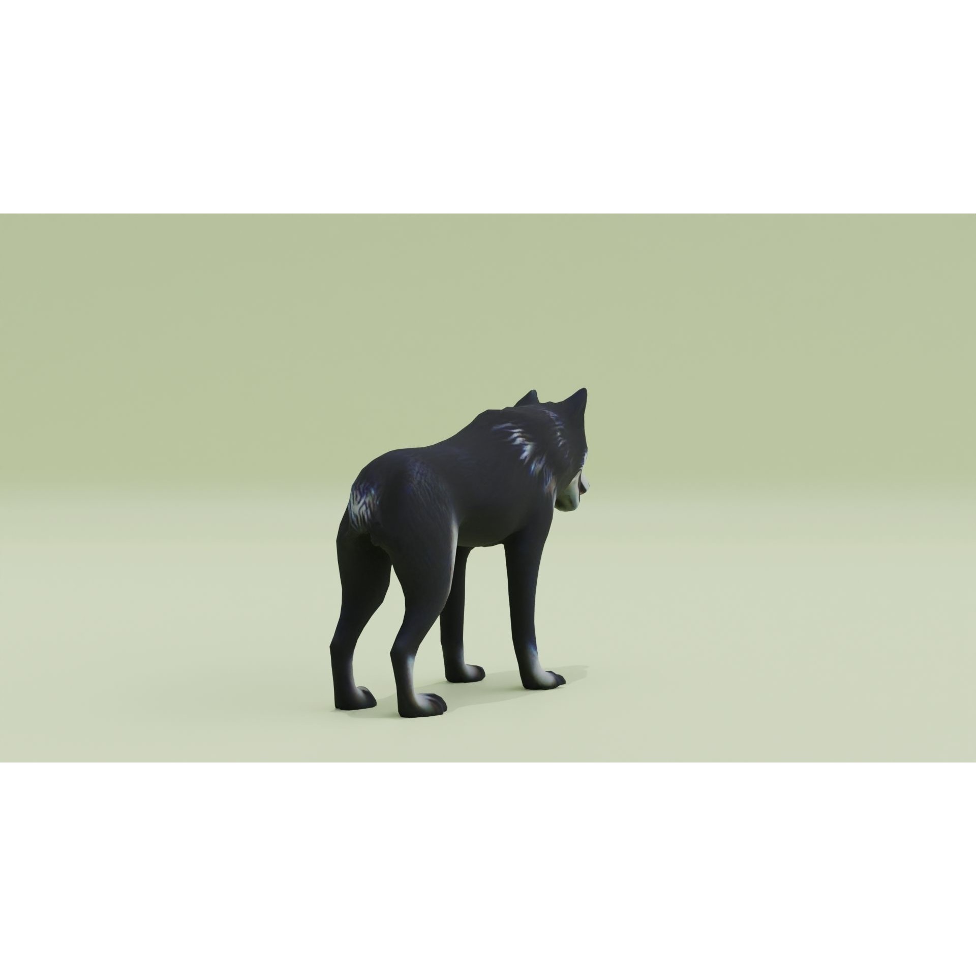 Wolf Black Animal Free low-poly 3D model 8