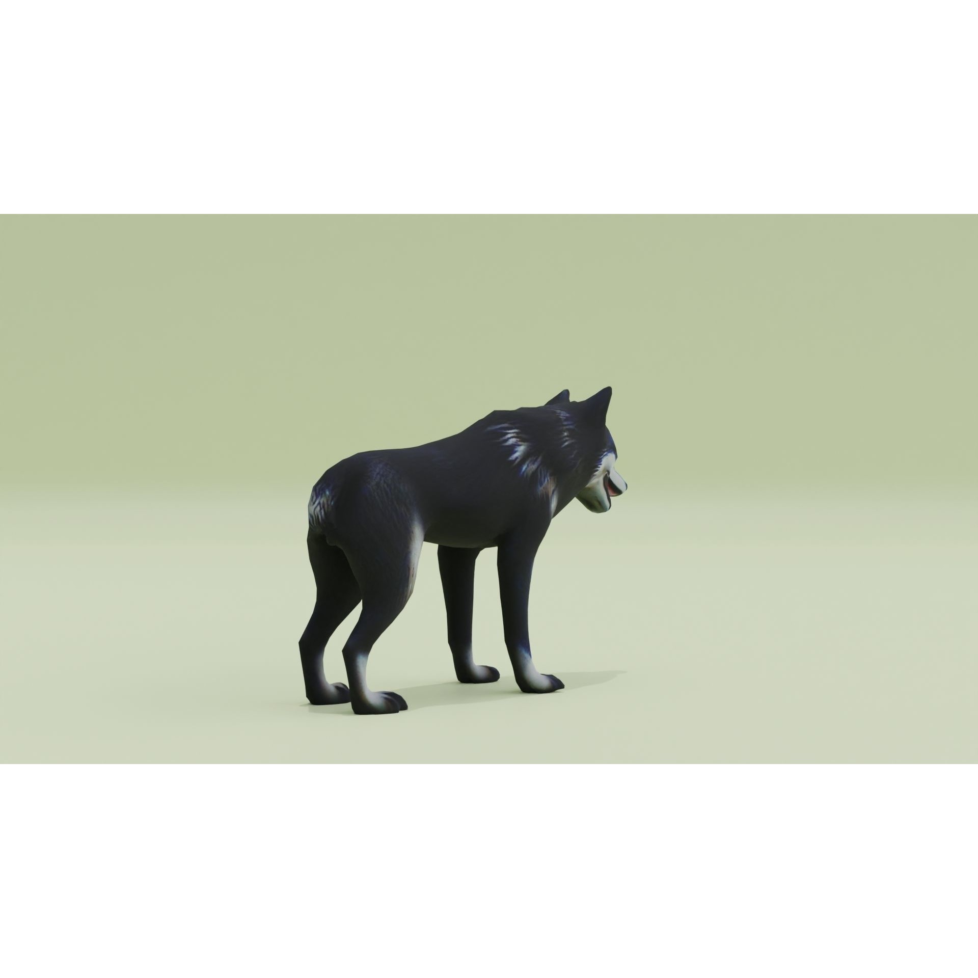 Wolf Black Animal Free low-poly 3D model 9