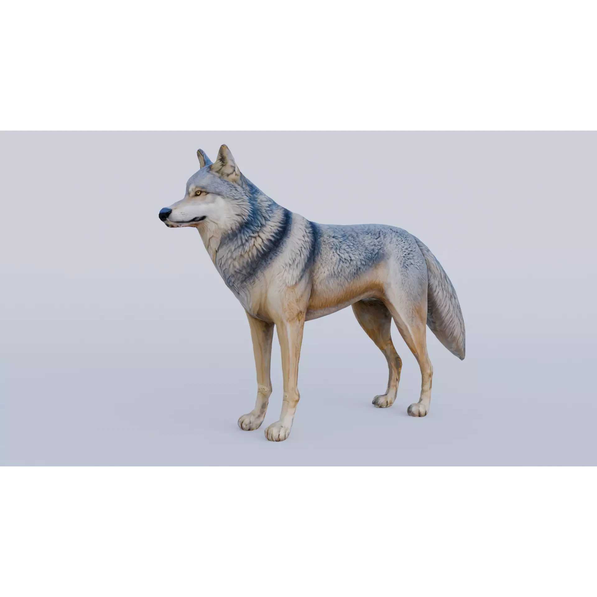 Wolf King Free 3D model