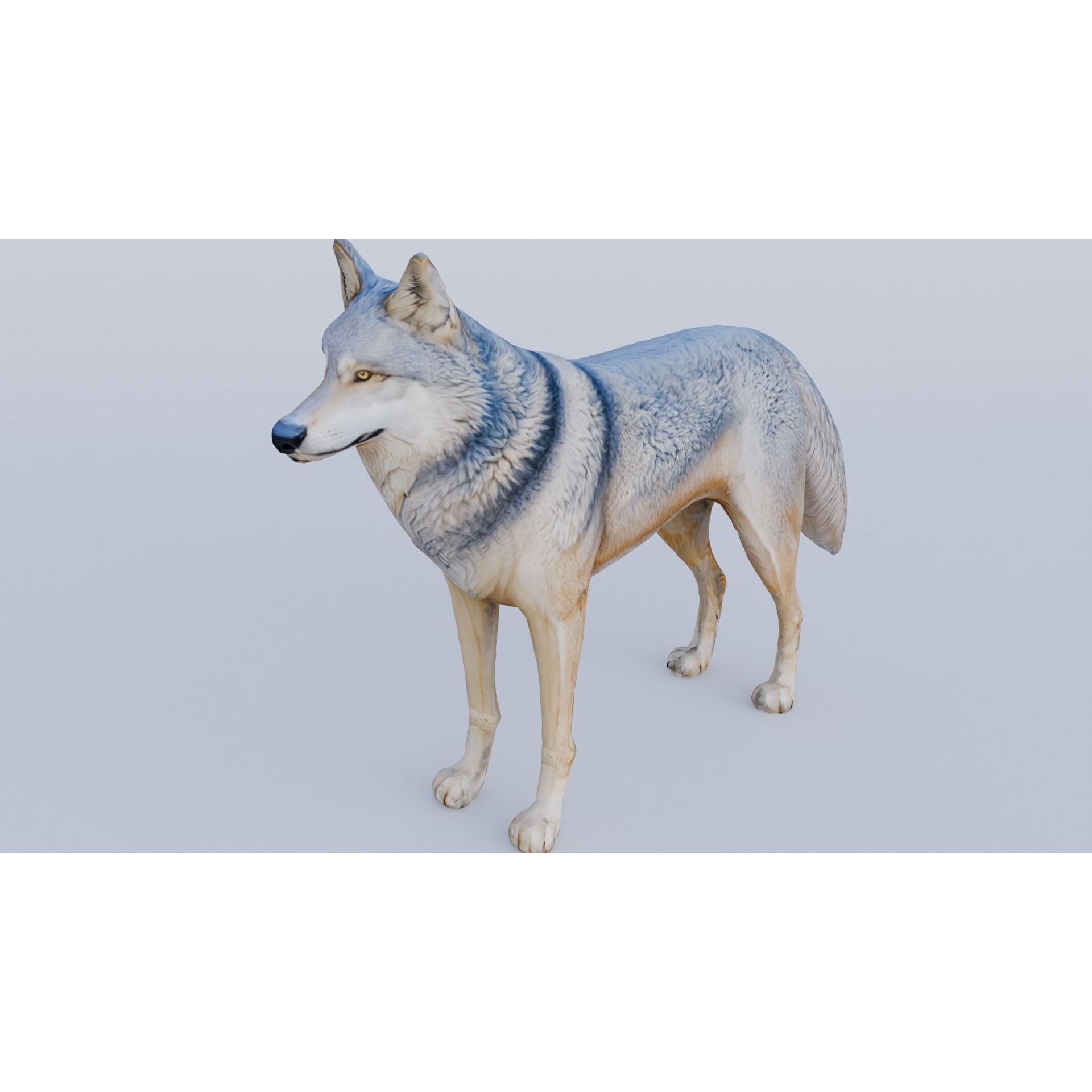 Wolf King Free 3D model 2