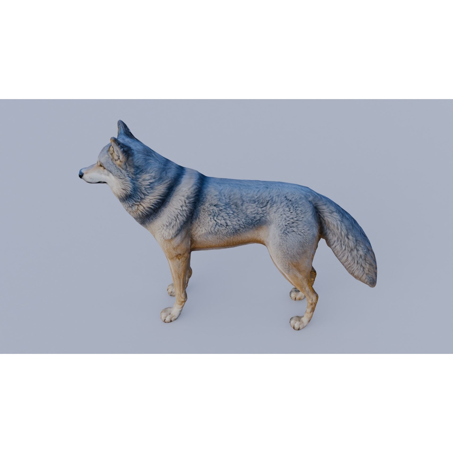 Wolf King Free 3D model 4