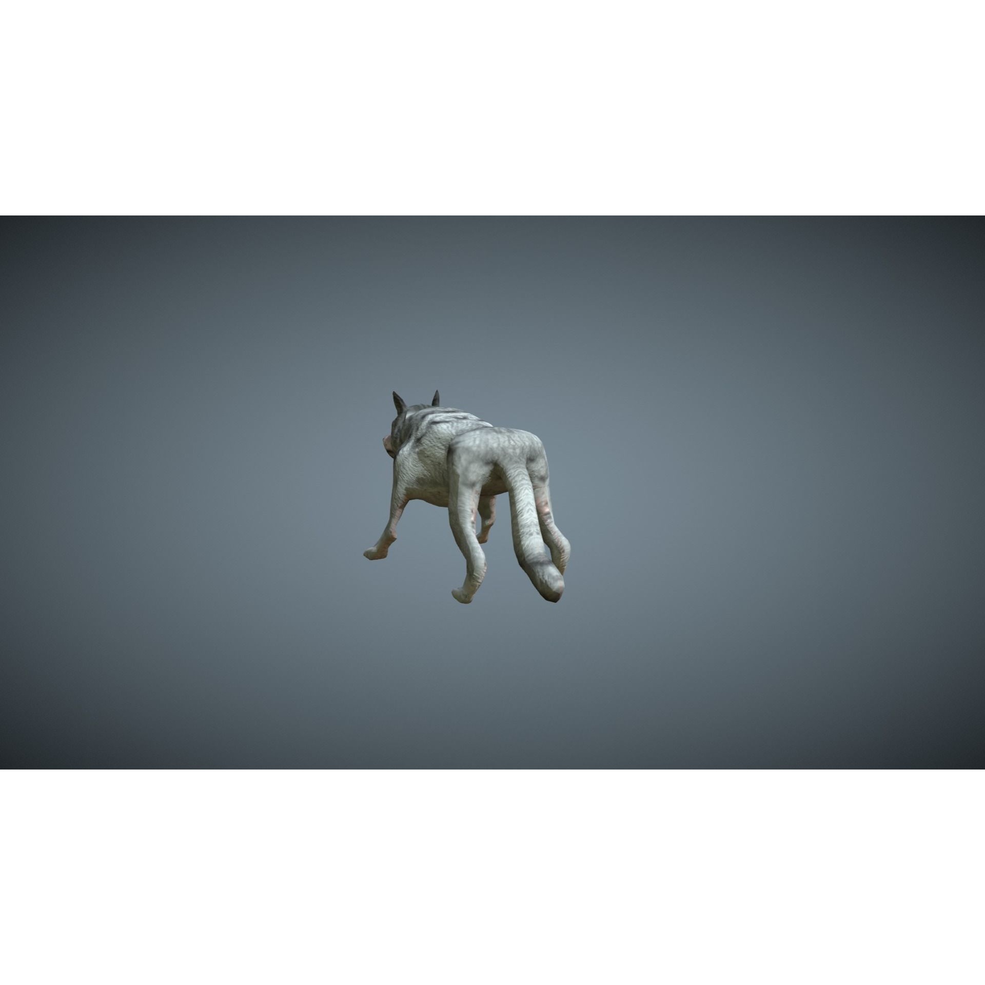 Wolf - low-poly model dog running Free low-poly 3D model 7