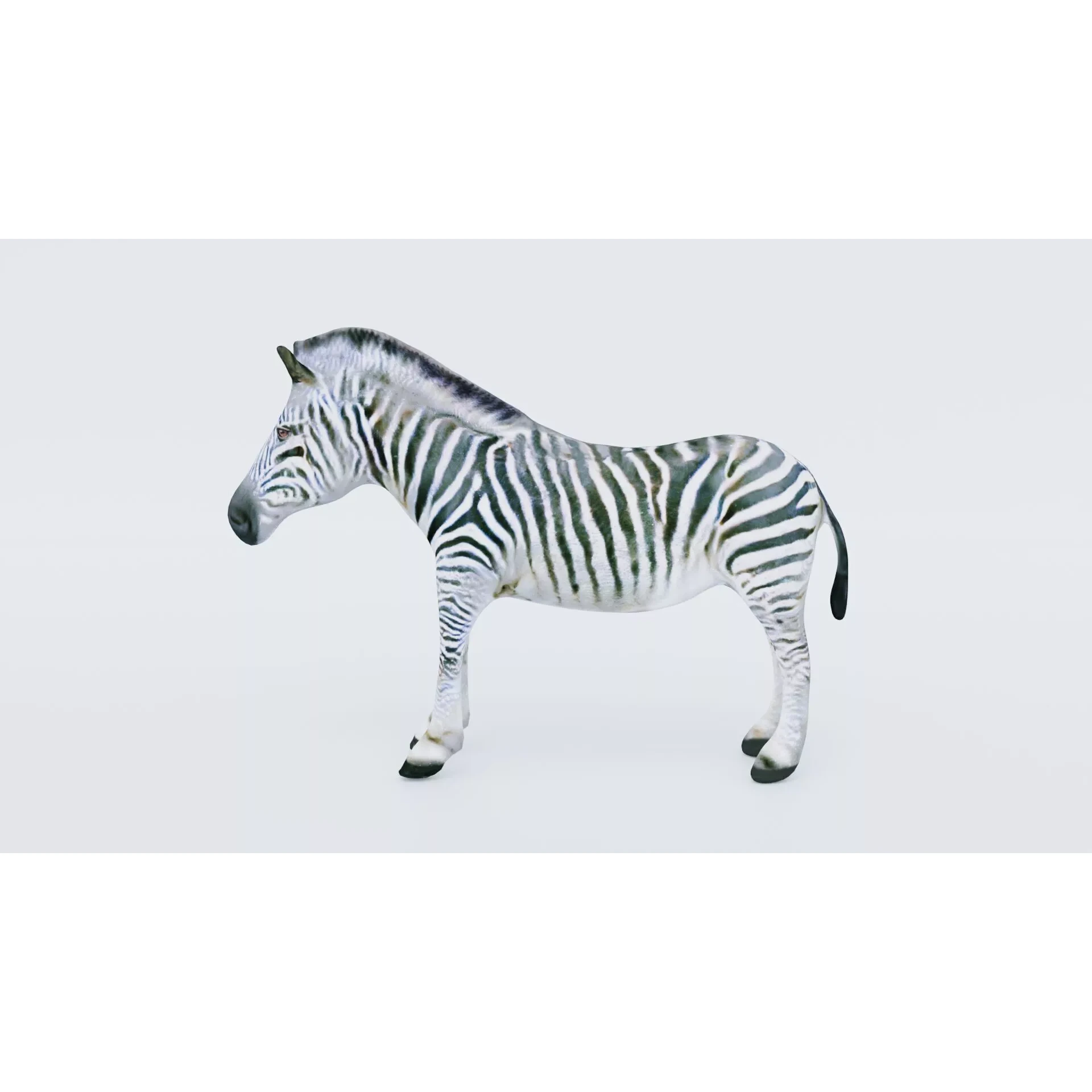 Zebra Free 3D model 2