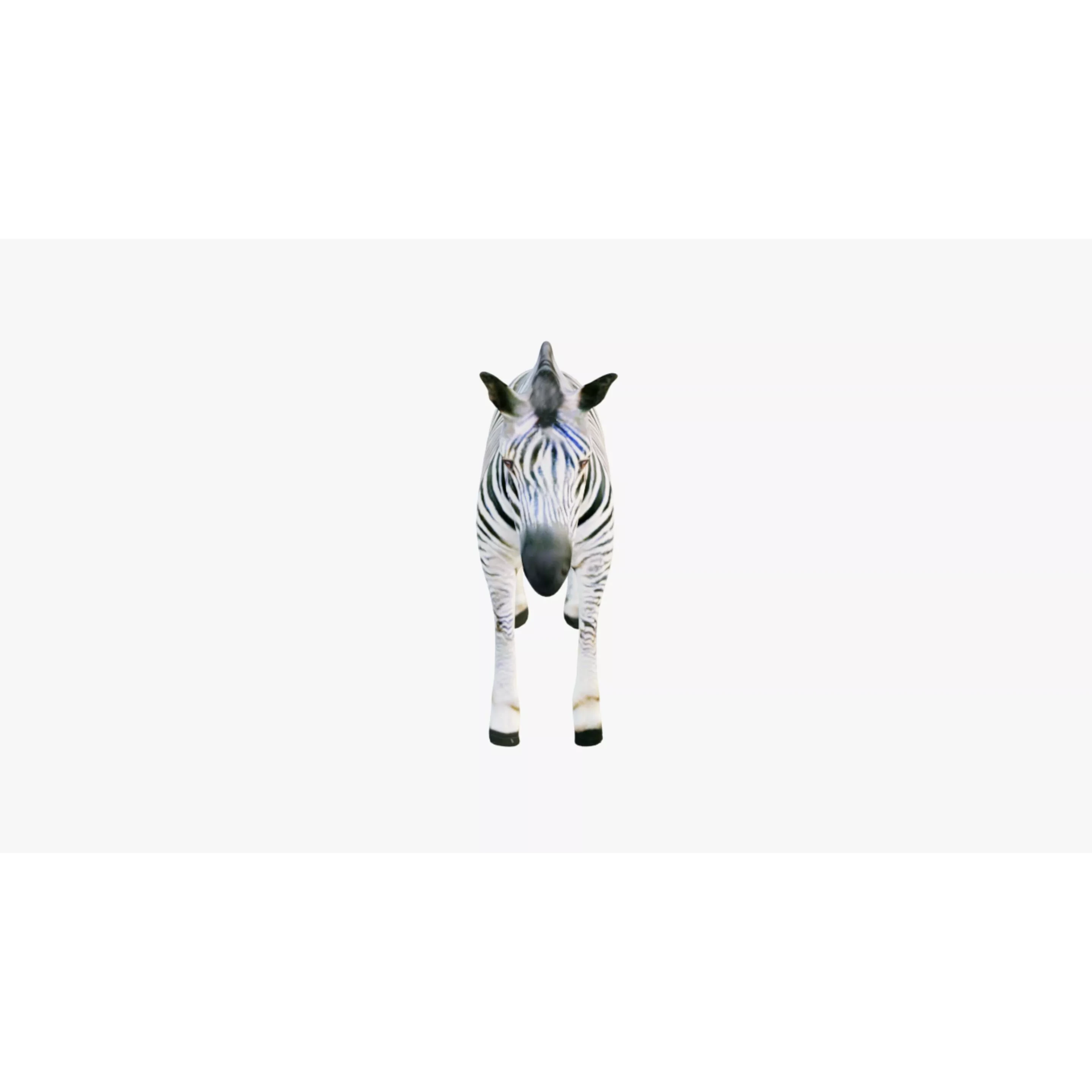 Zebra Free 3D model 3