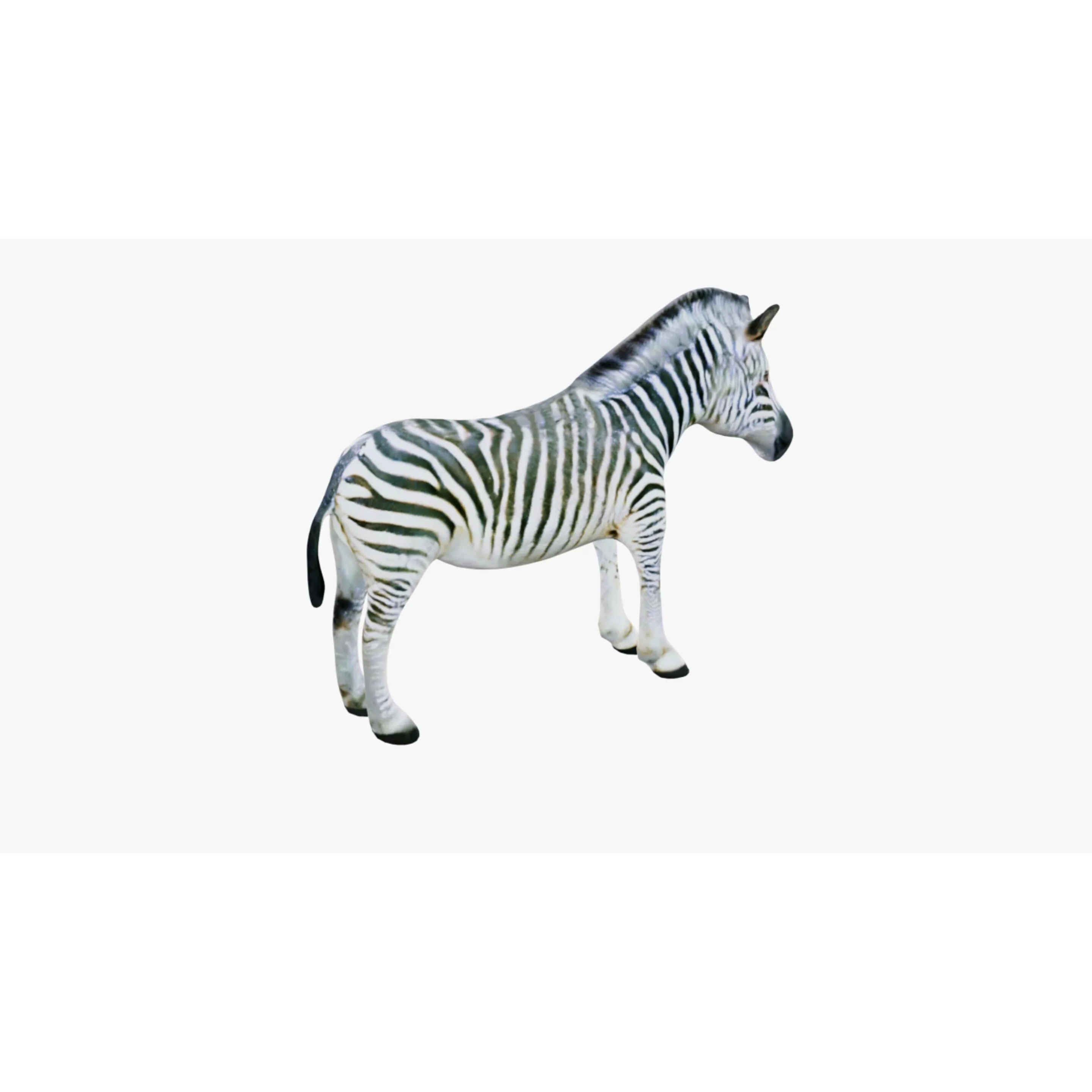 Zebra Free 3D model 4