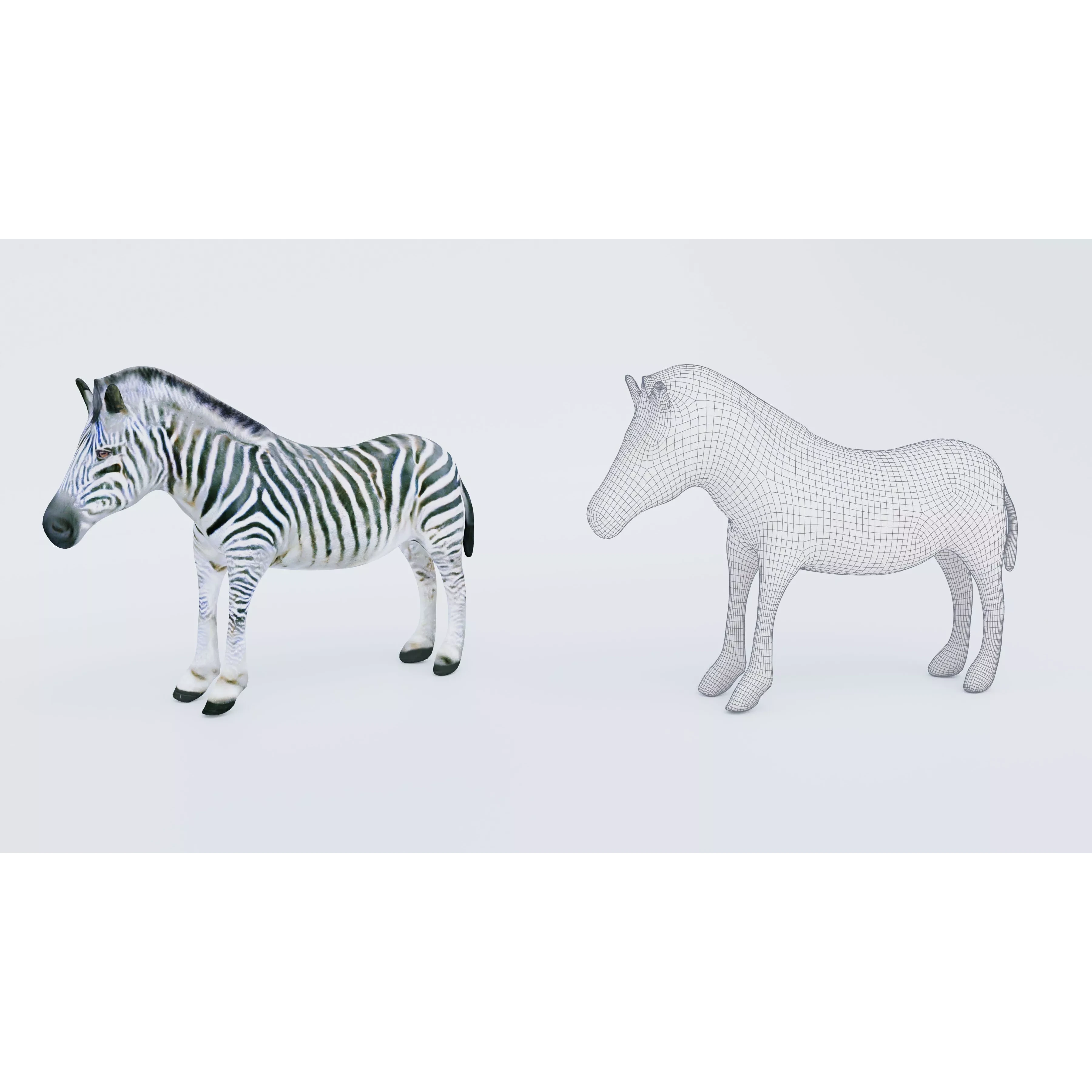 Zebra Free 3D model 5