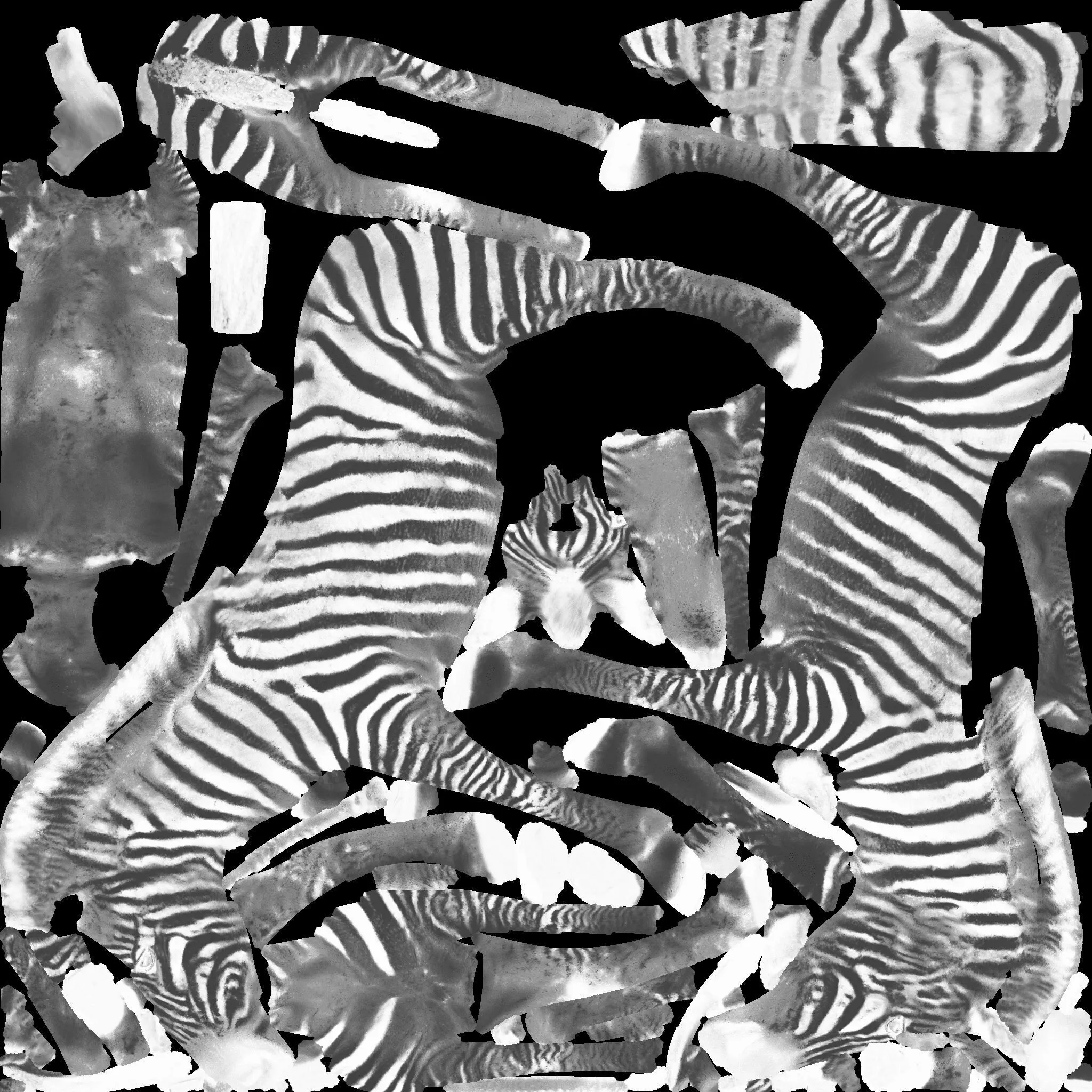 Zebra Free 3D model 9