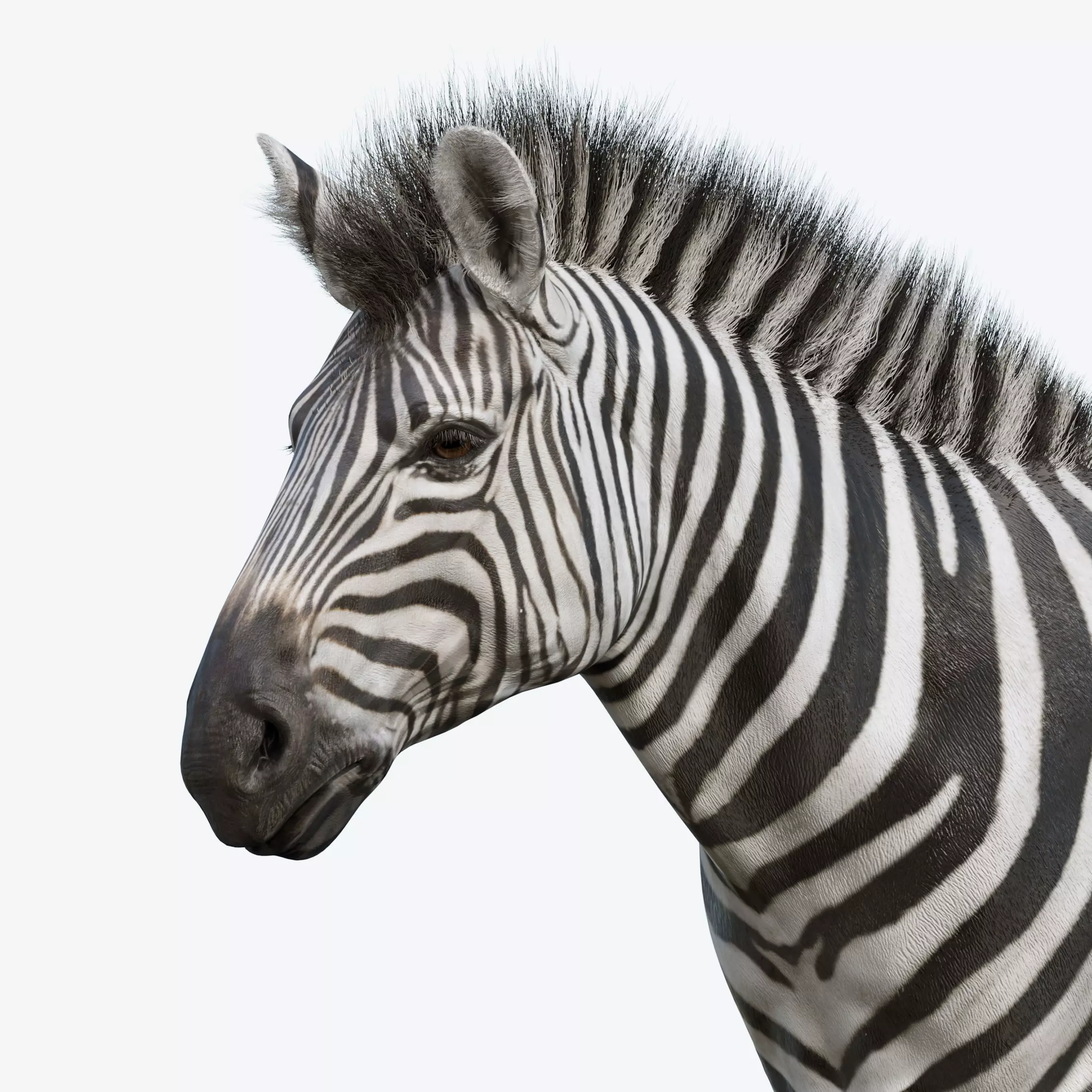 Zebra Low-poly 3D model