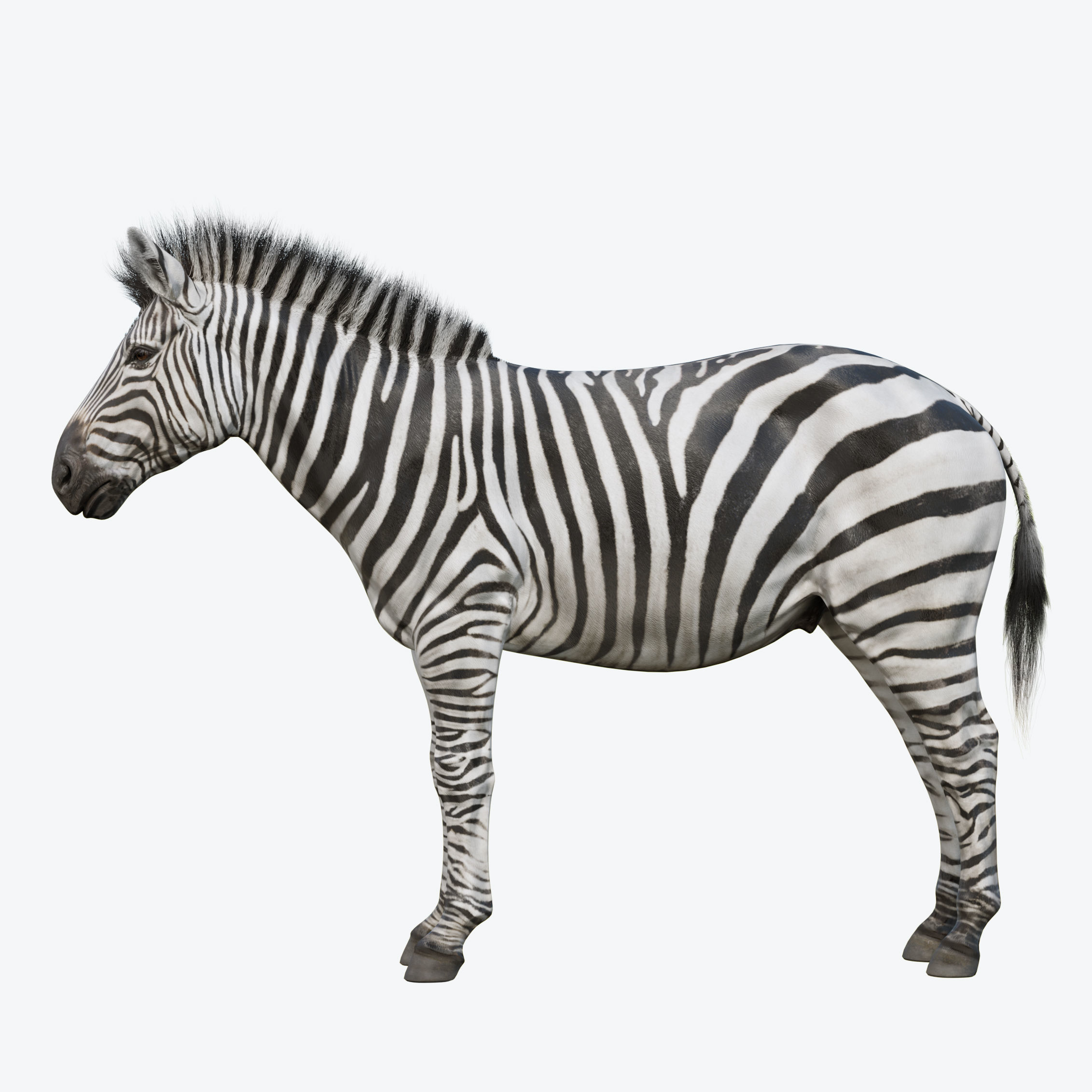 Zebra Low-poly 3D model 2