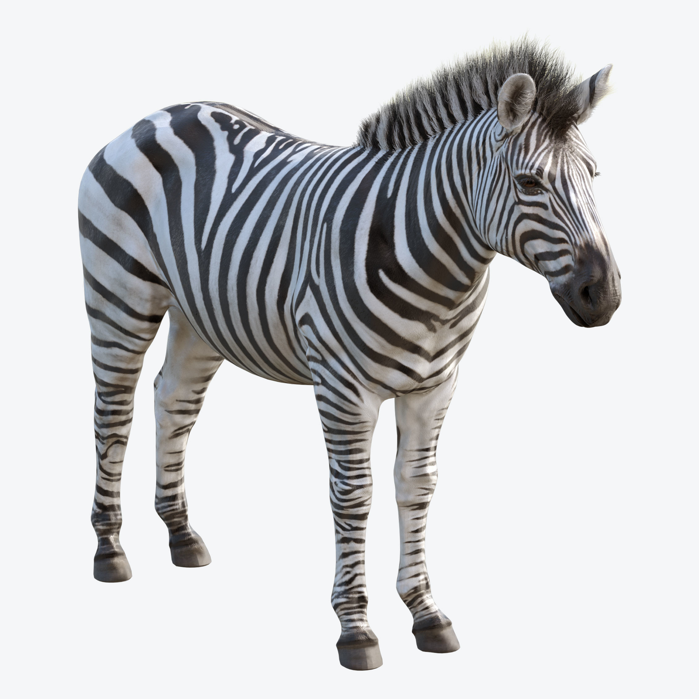 Zebra Low-poly 3D model 3