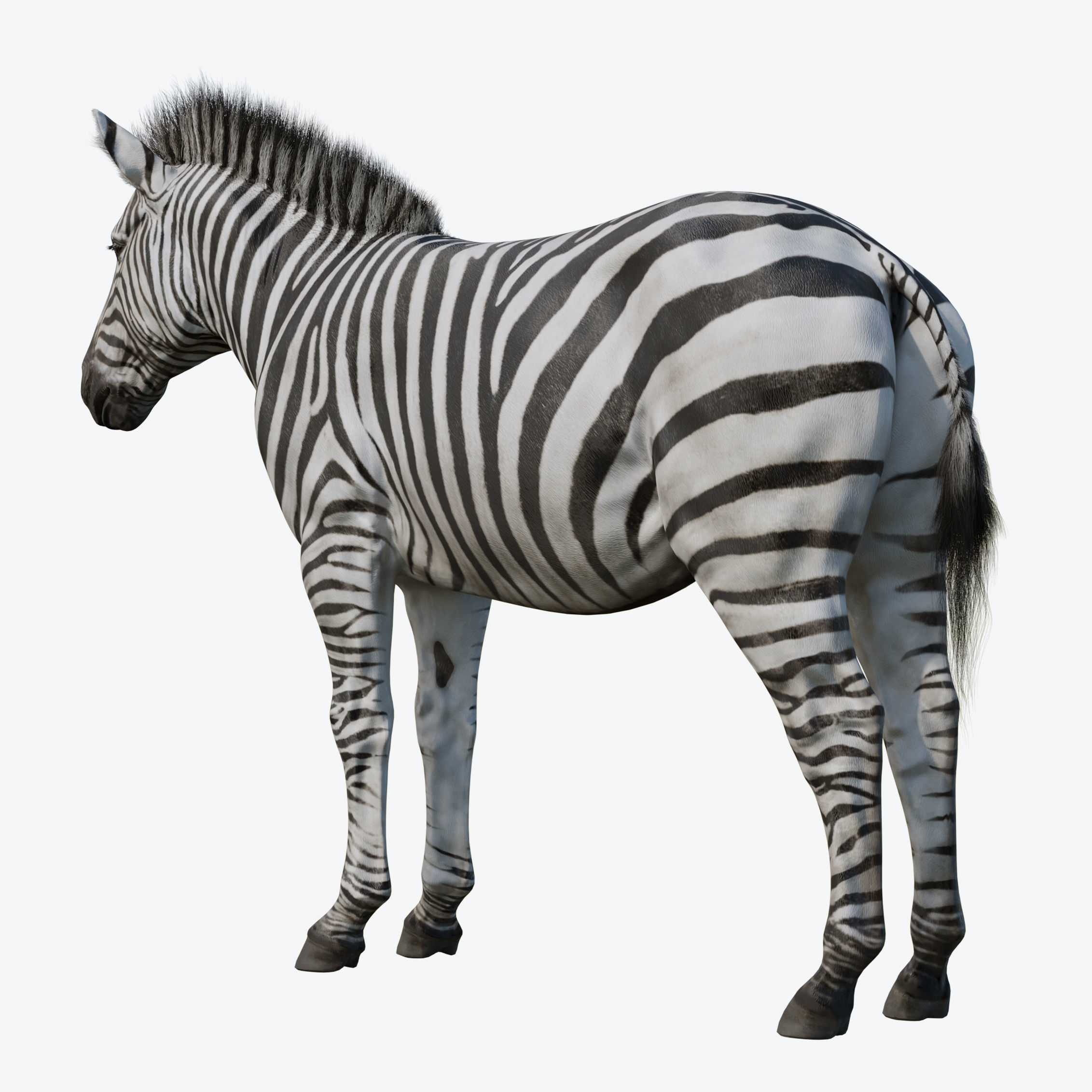 Zebra Low-poly 3D model 4
