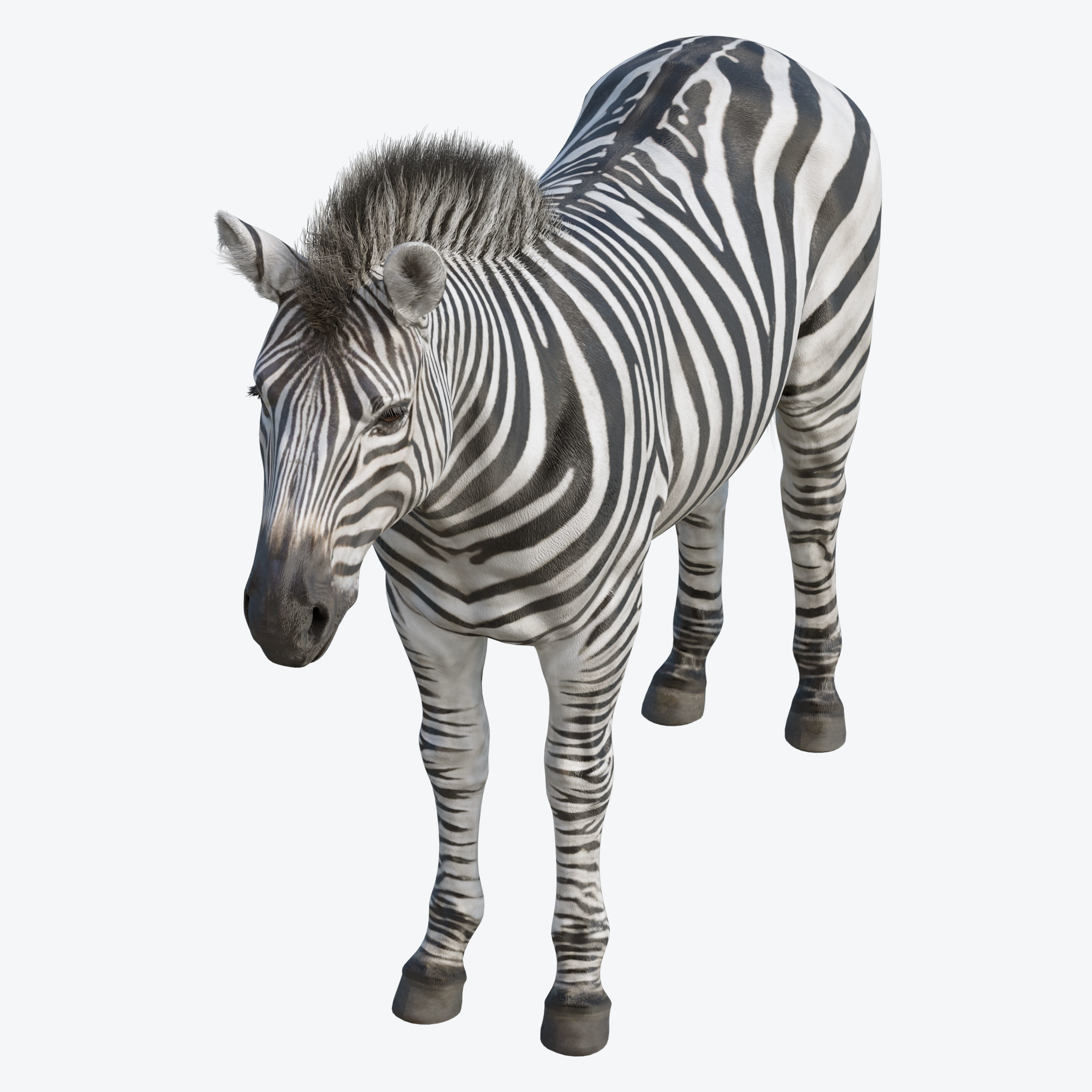 Zebra Low-poly 3D model 5