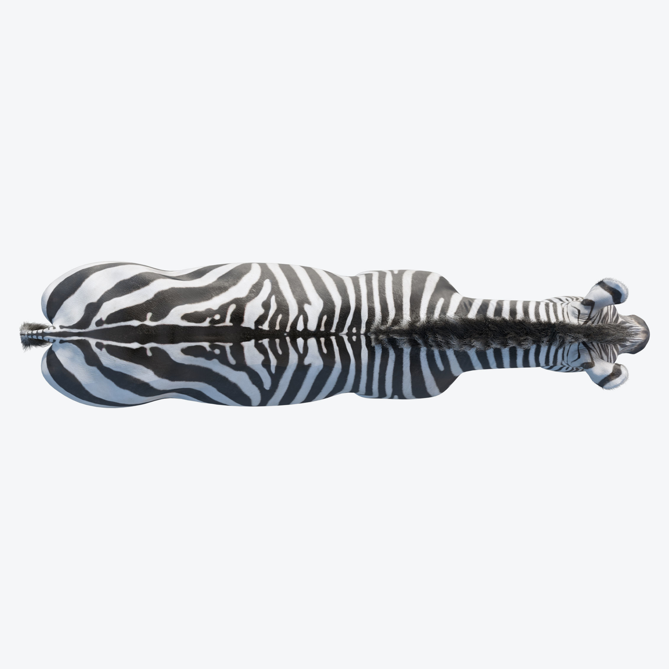 Zebra Low-poly 3D model 6
