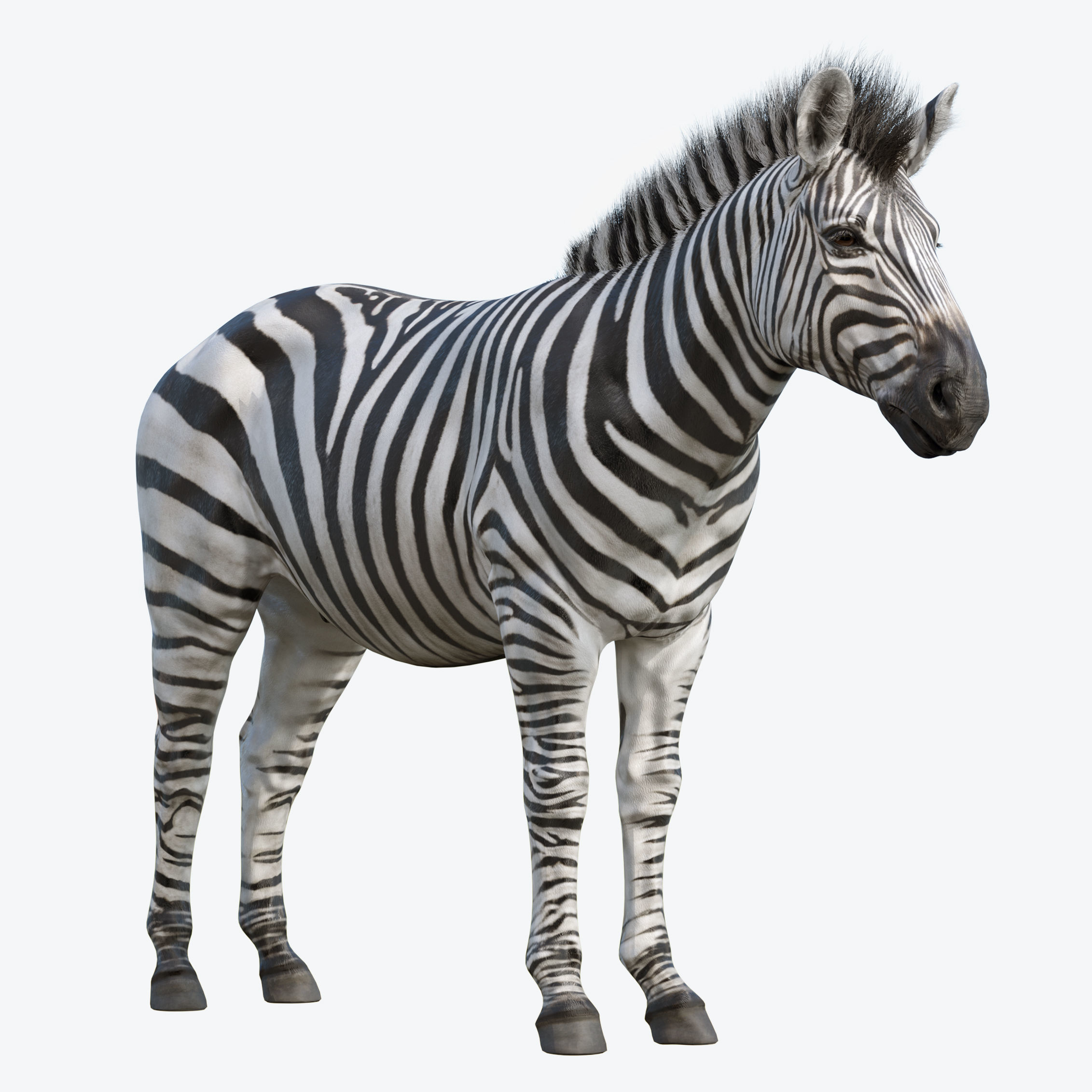 Zebra Low-poly 3D model 7