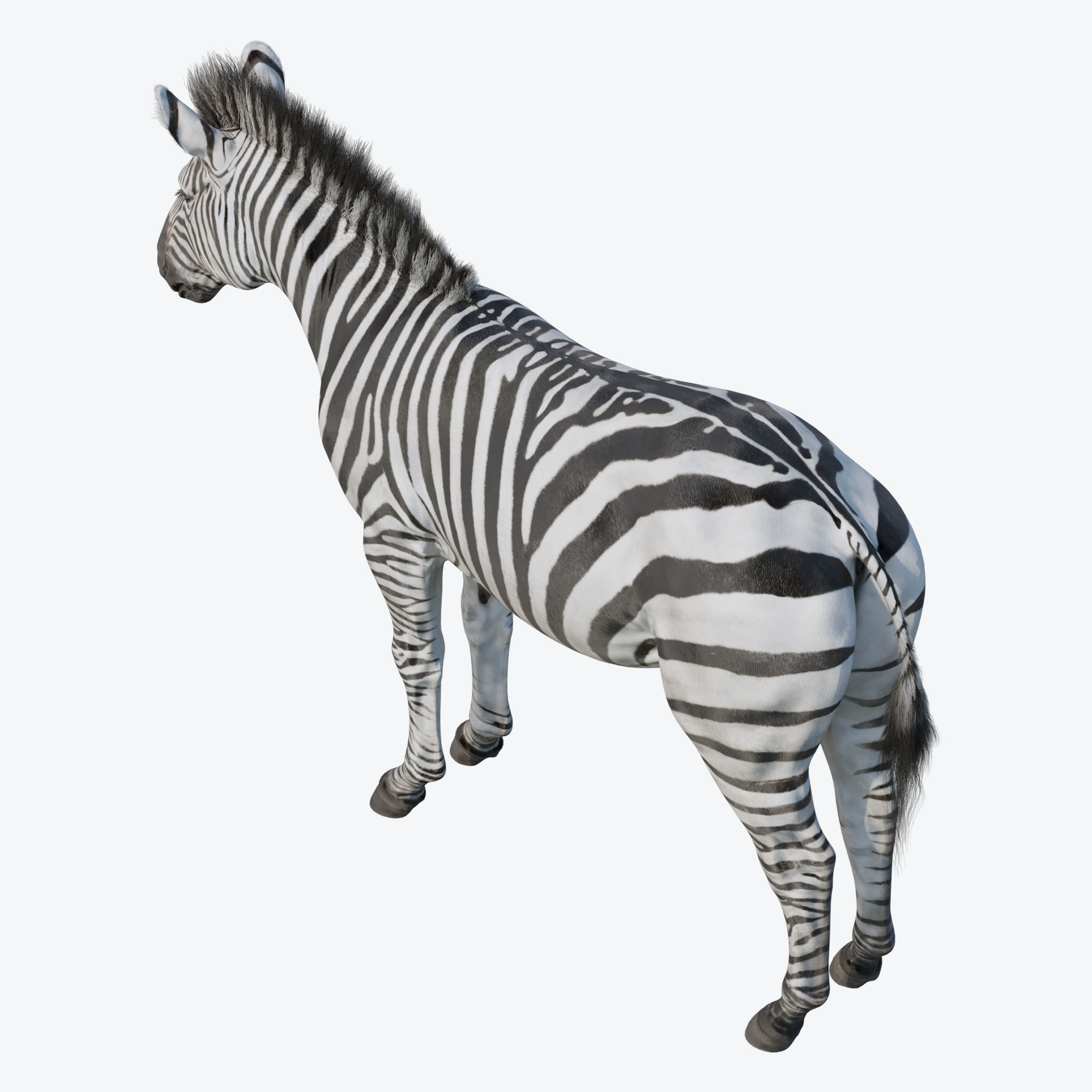 Zebra Low-poly 3D model 8