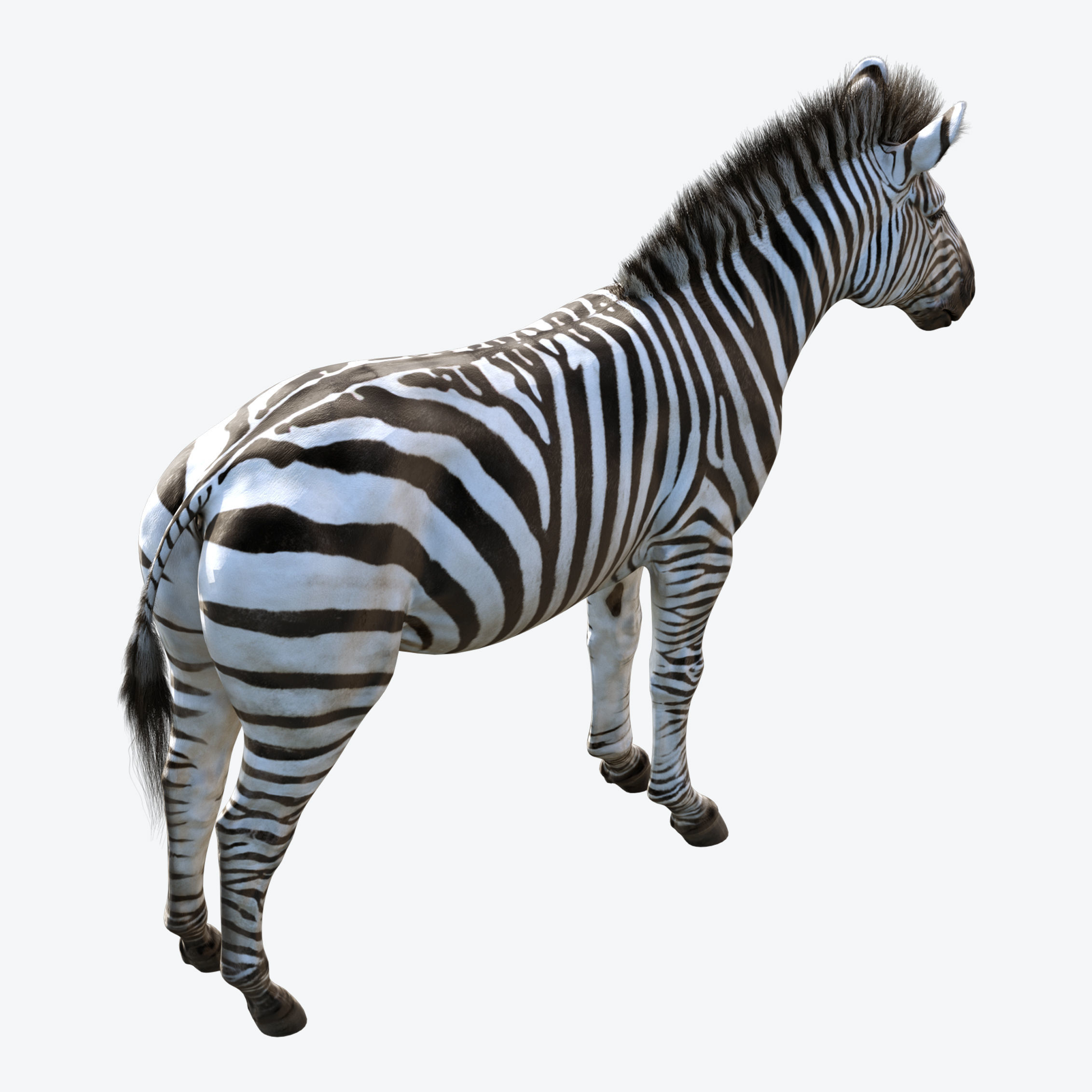 Zebra Low-poly 3D model 9