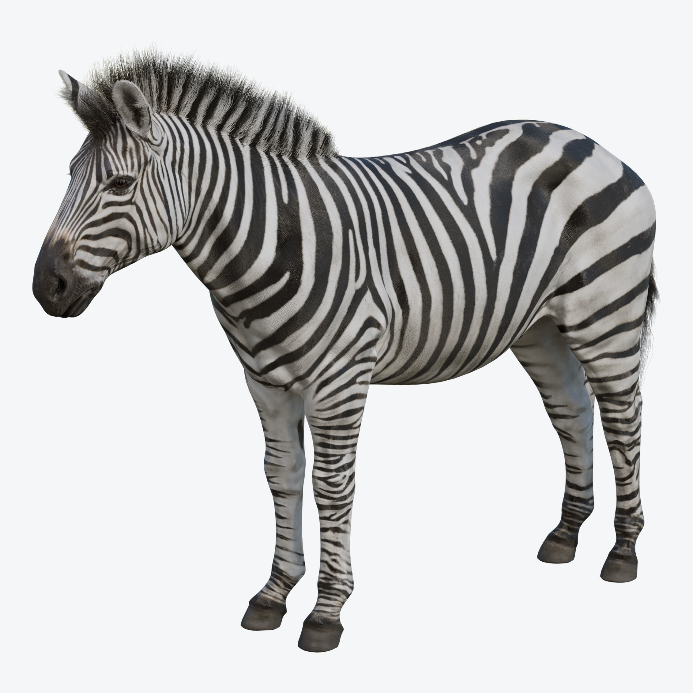 Zebra Low-poly 3D model 10